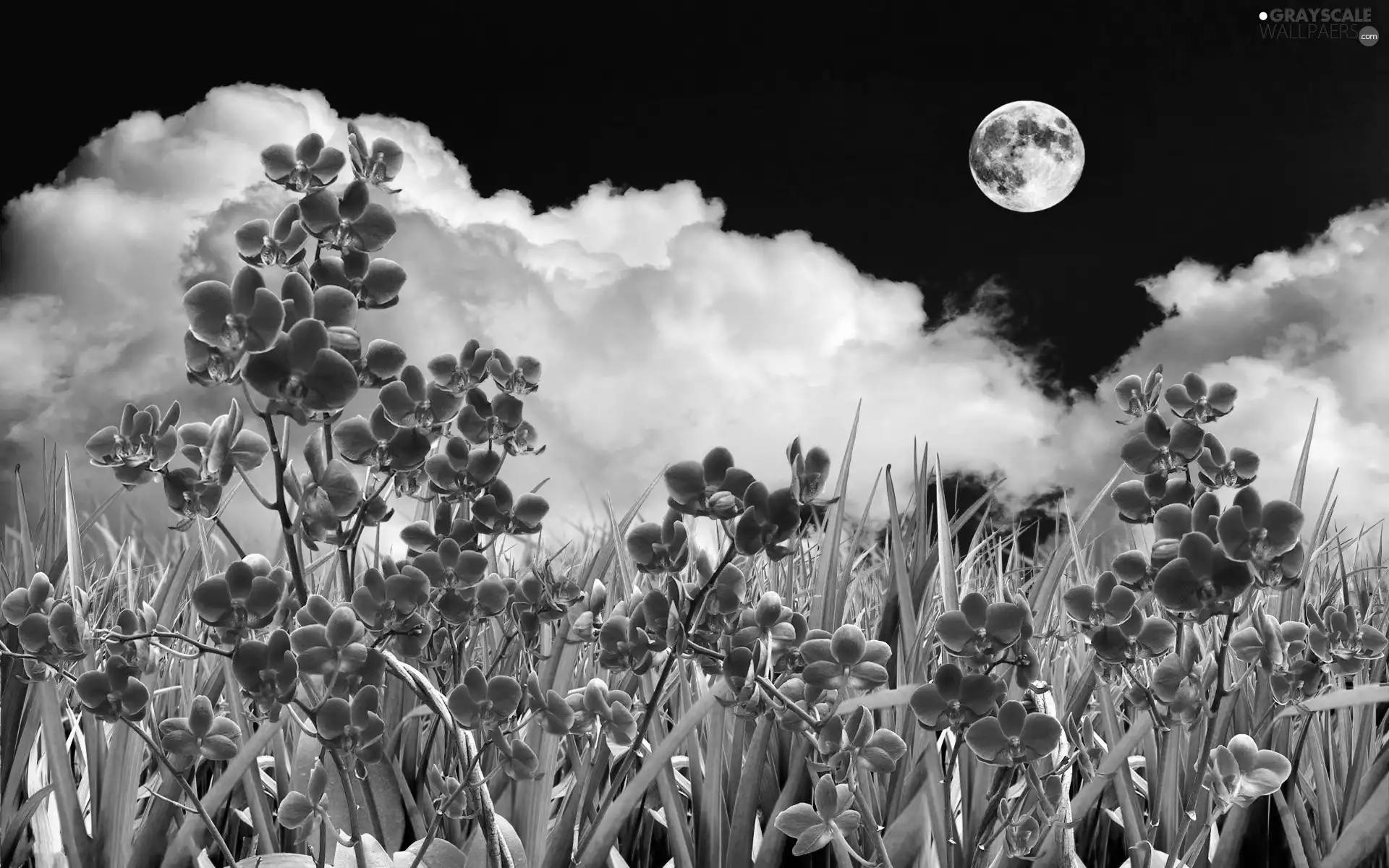 Flowers, clouds, moon, orchids