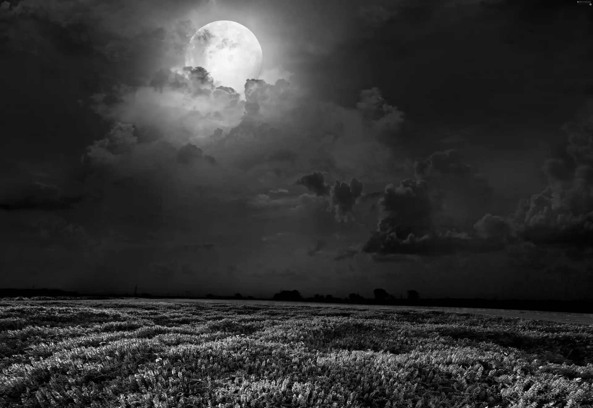 moon, Night, lupine, Sky, Field
