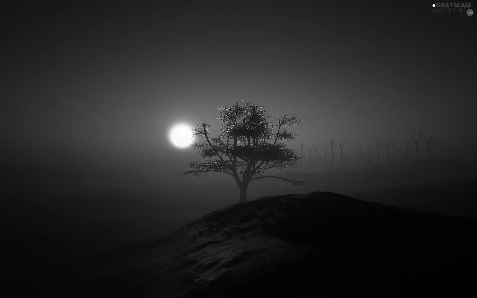 Night, Fog, moon, trees
