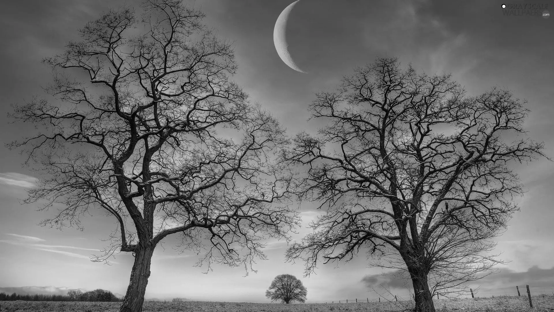 moon, trees, viewes