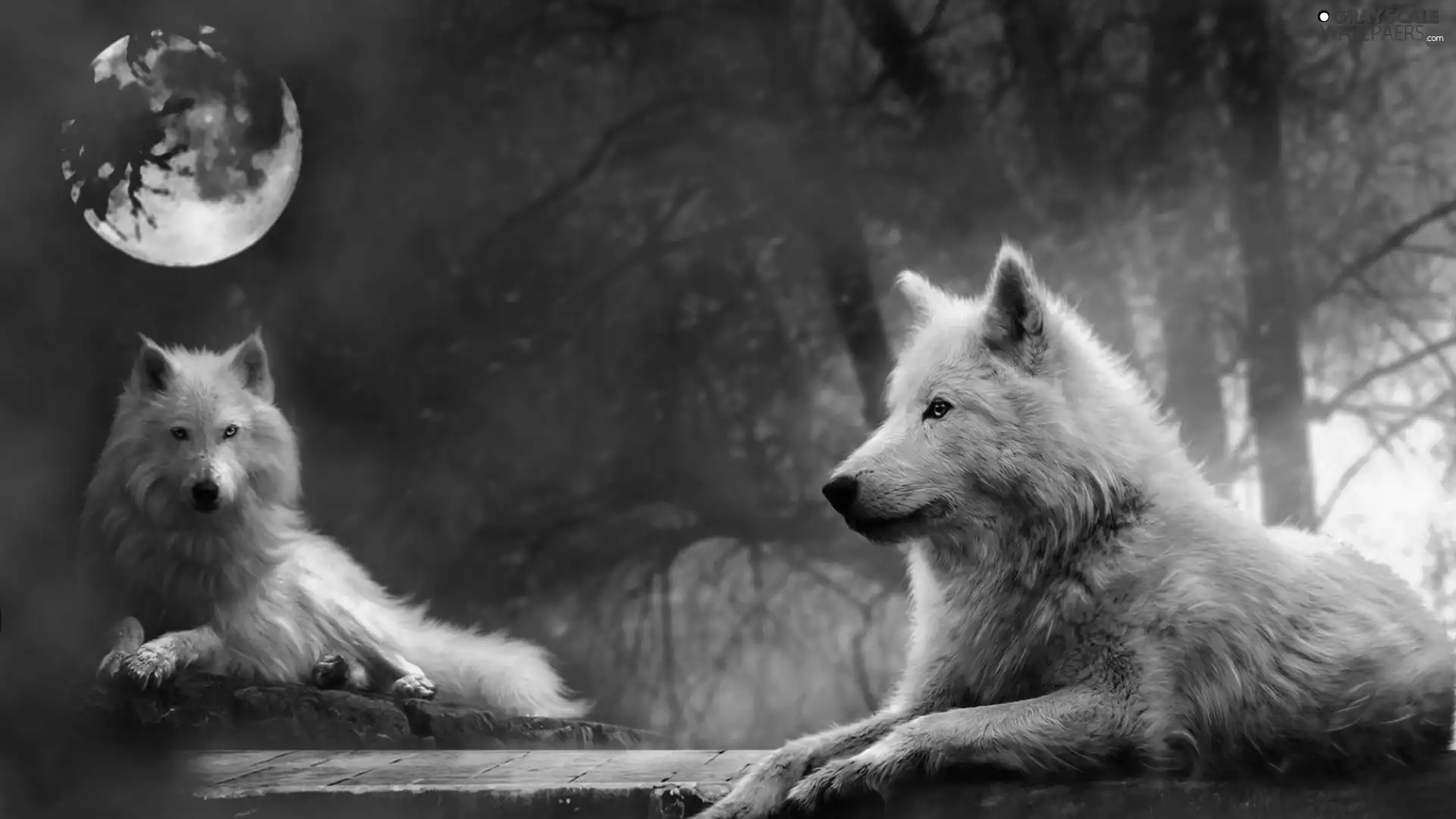 White, Night, moon, wolves