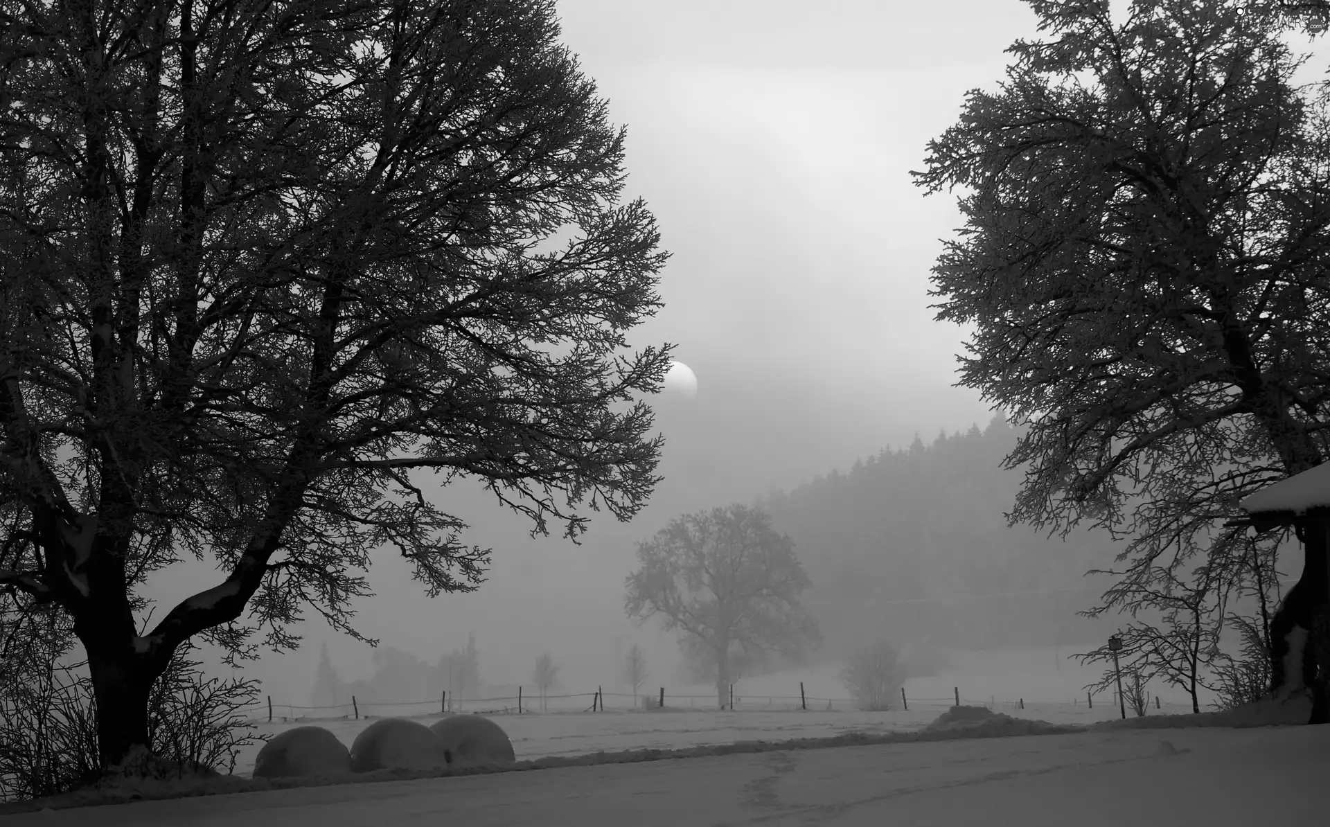 trees, field, moon, winter, viewes, Fog