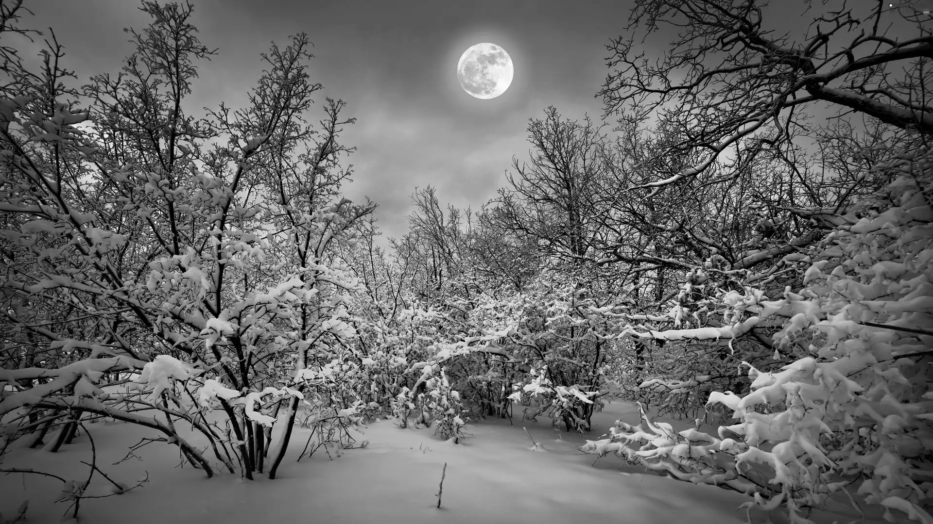 winter, viewes, moon, trees