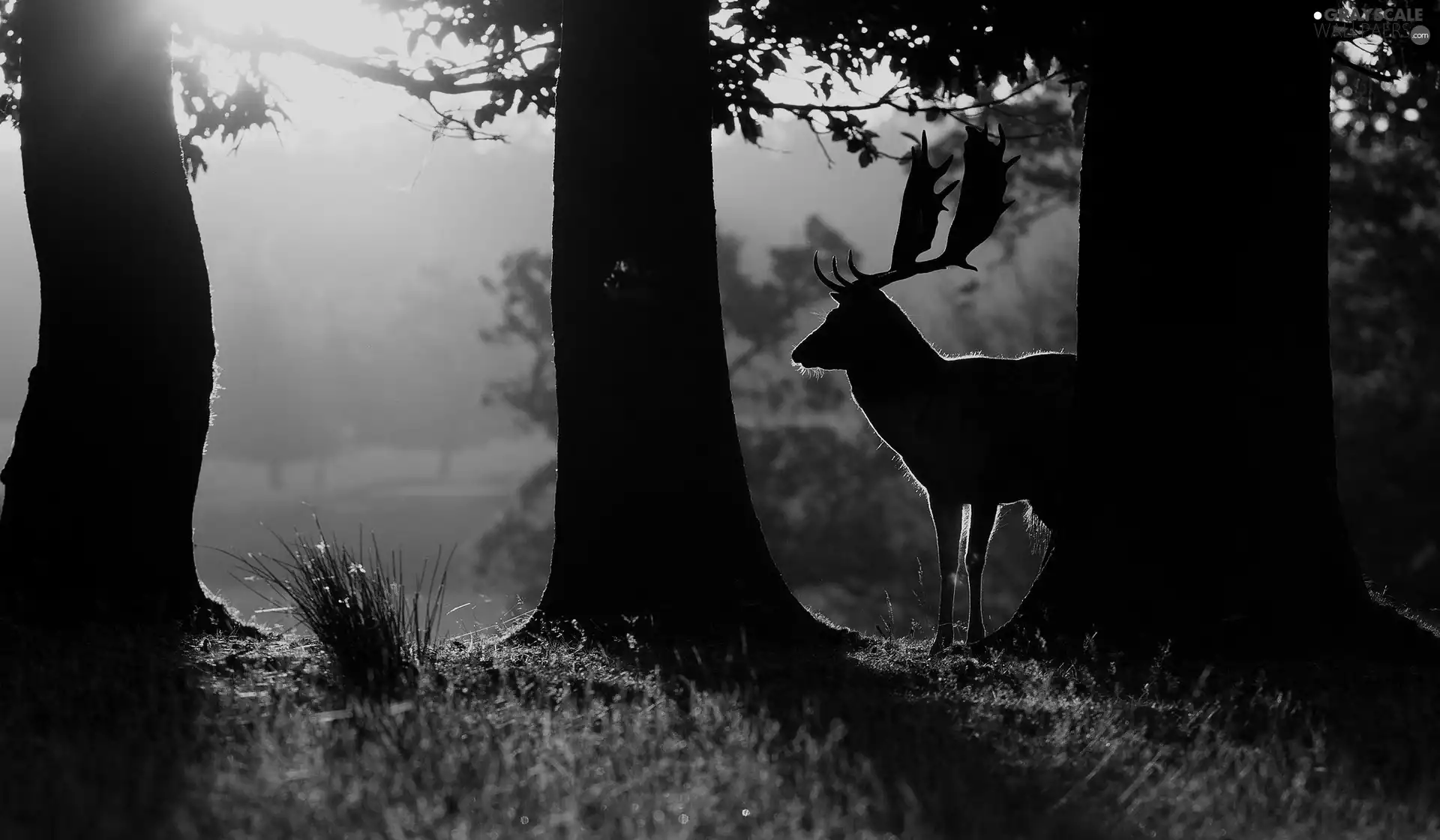 moose, forest, Night