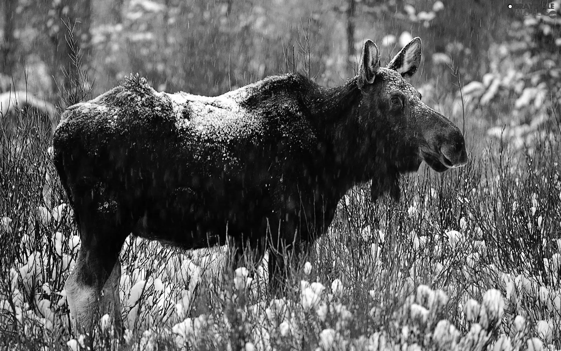 moose, winter, snow