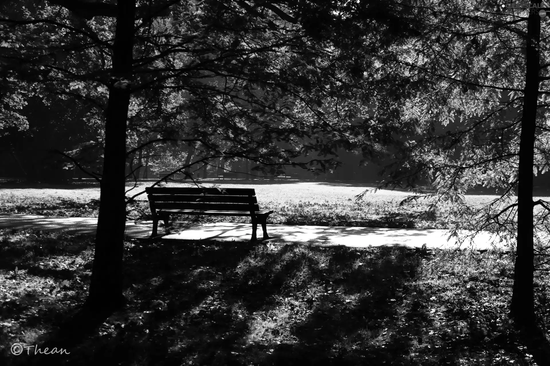 viewes, Park, morning, autumn, Bench, trees