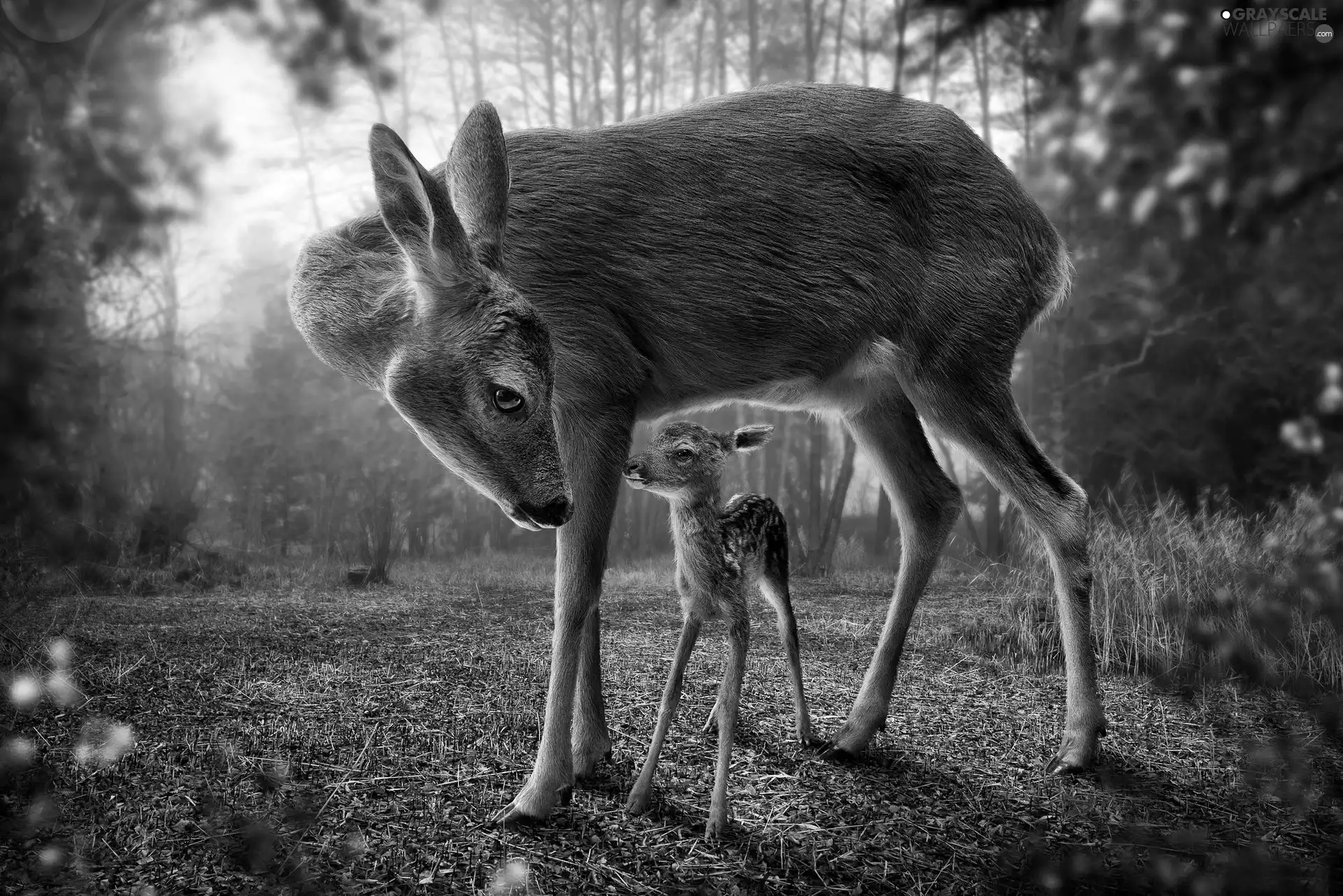morning, Fog, young, forest, roe