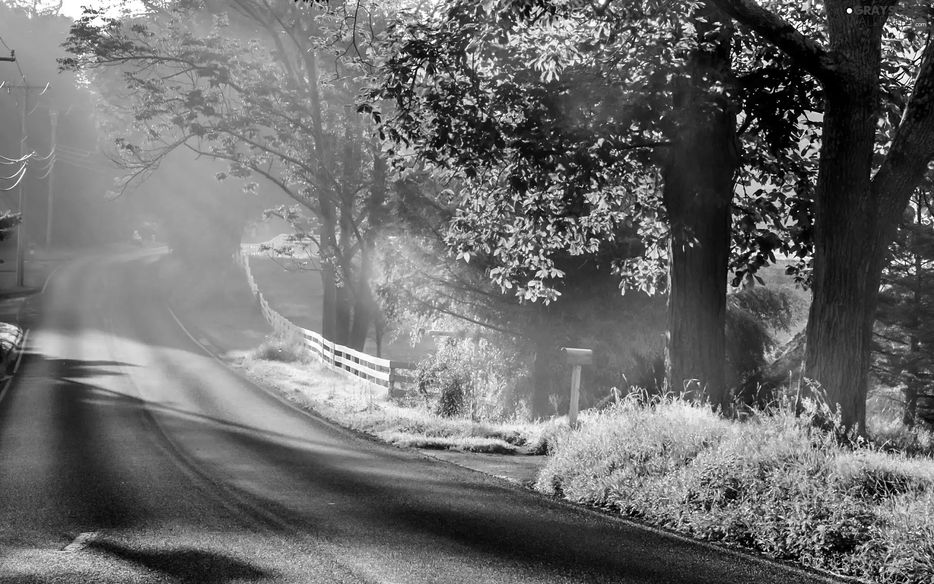 morning, Fog, trees, viewes, Way