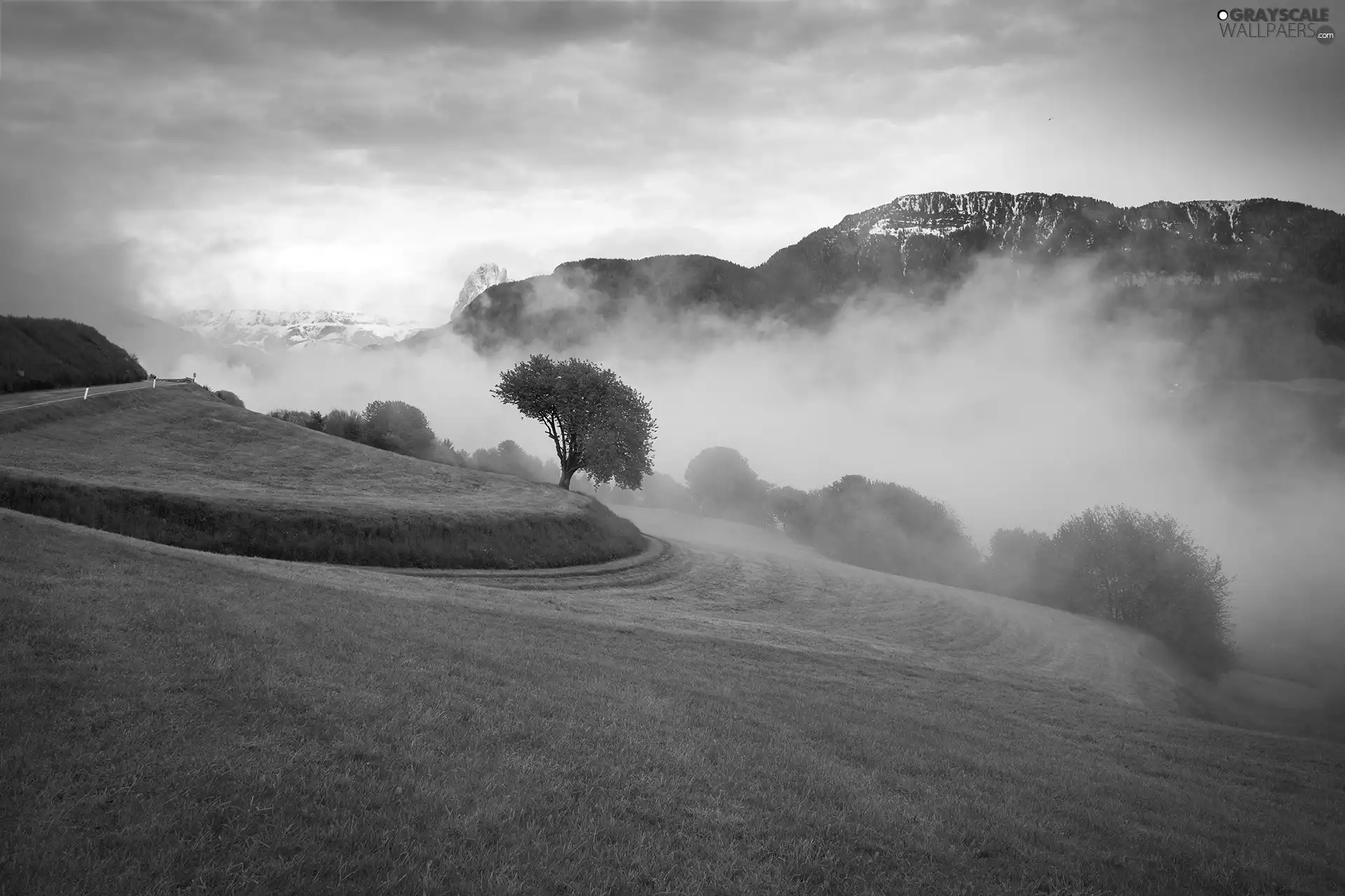 trees, green ones, morning, Fog, Mountains, slope