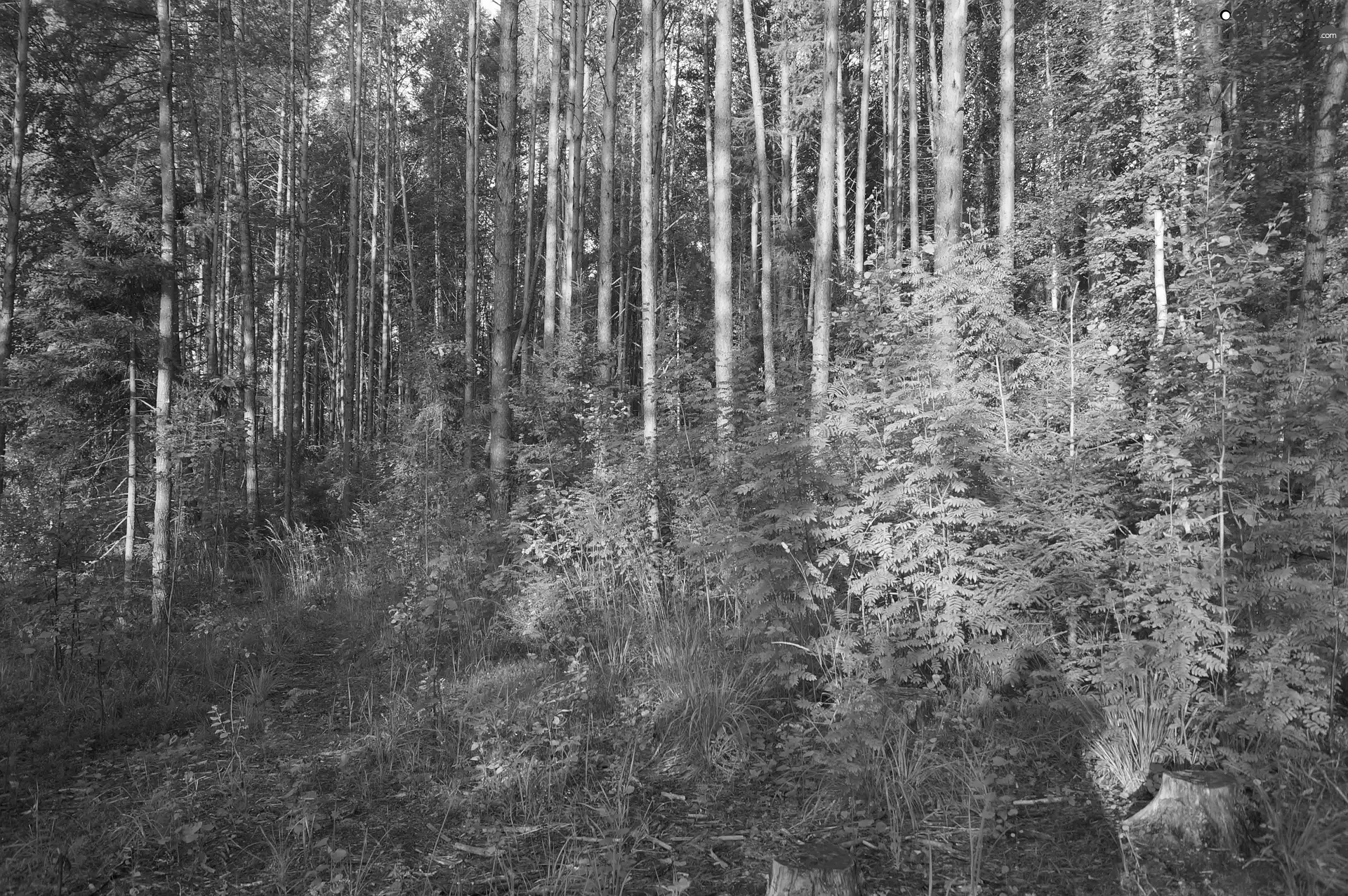 VEGETATION, morning, trees, viewes, forest