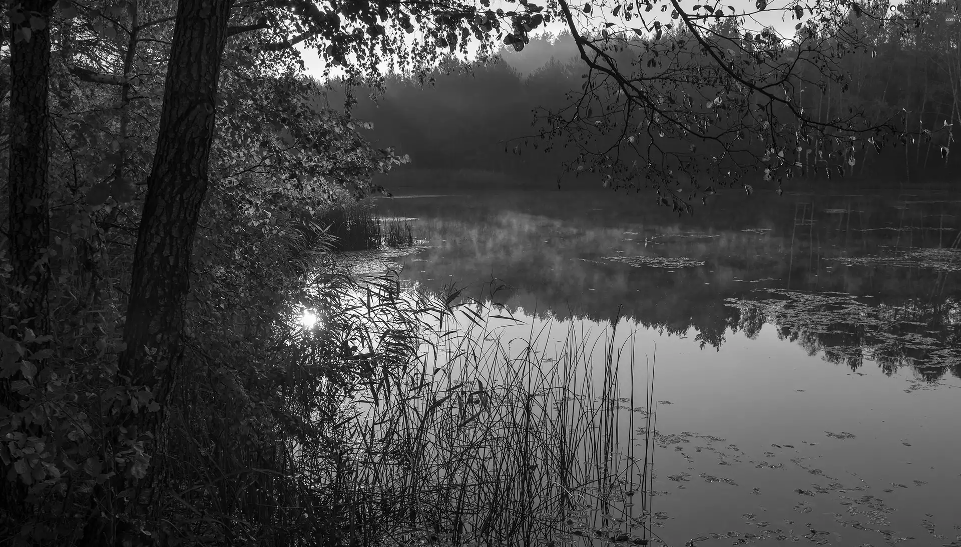 grass, morning, trees, viewes, lake