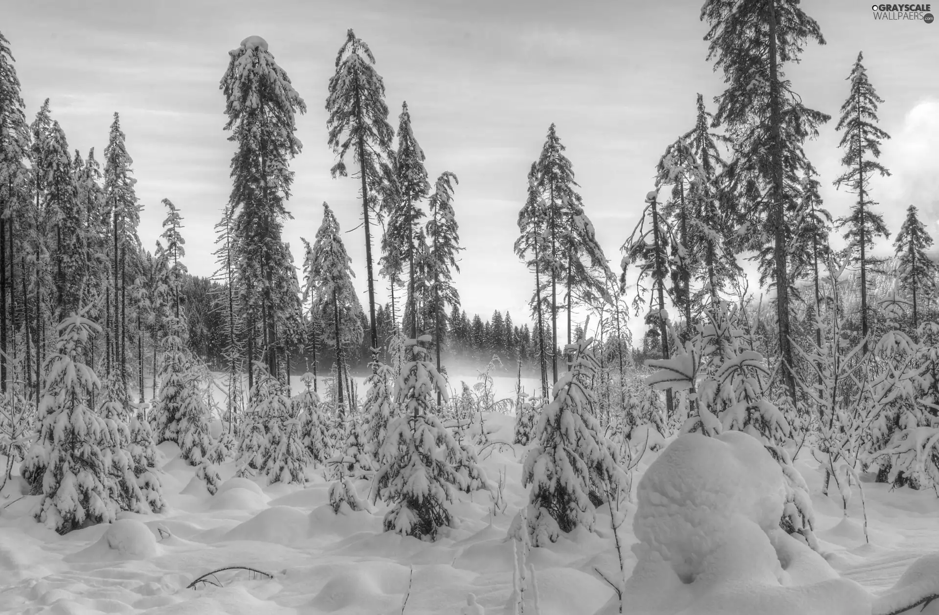 trees, winter, morning, viewes