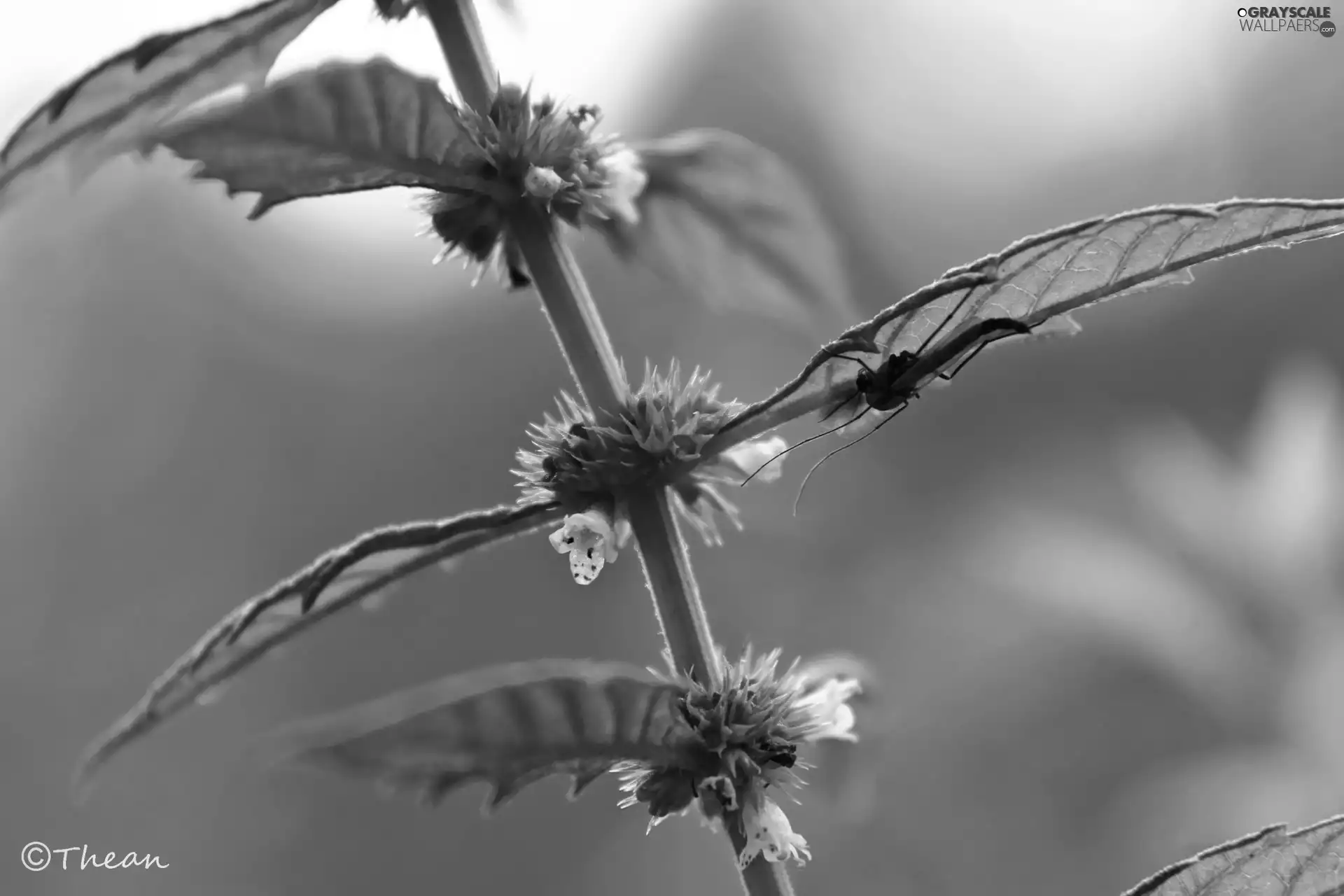 nettle, Flowers, mosquito, White