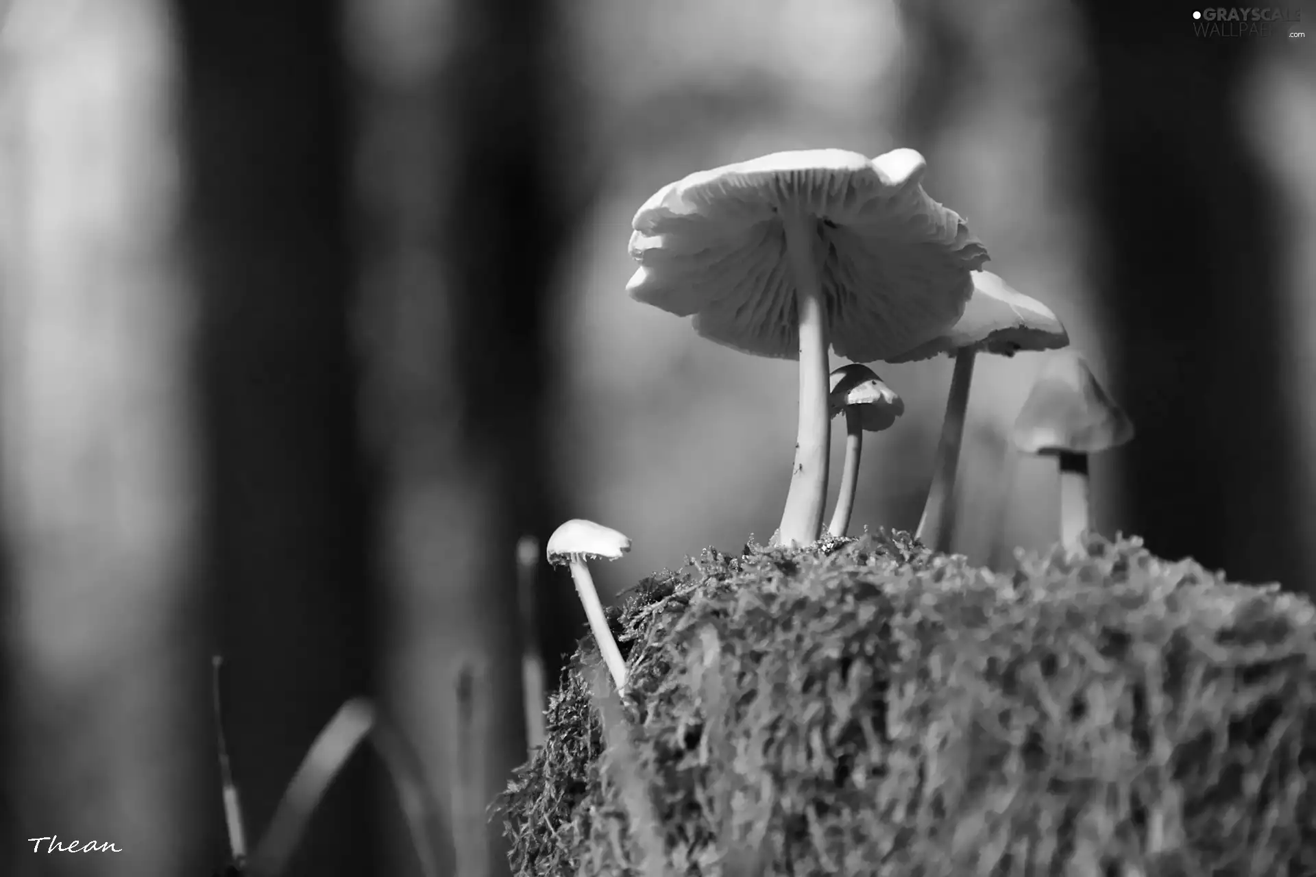 moss, mushroom, an