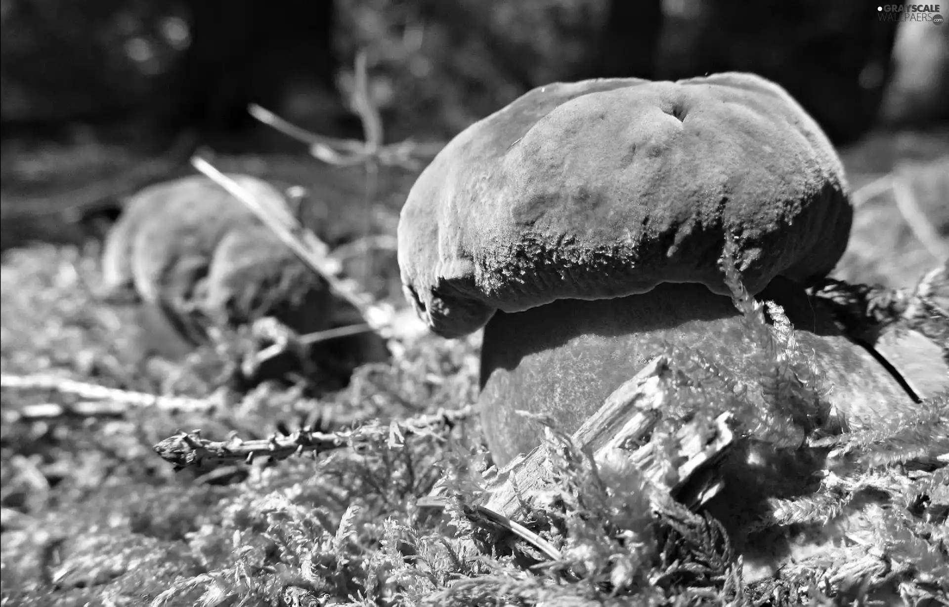 boletus, Moss