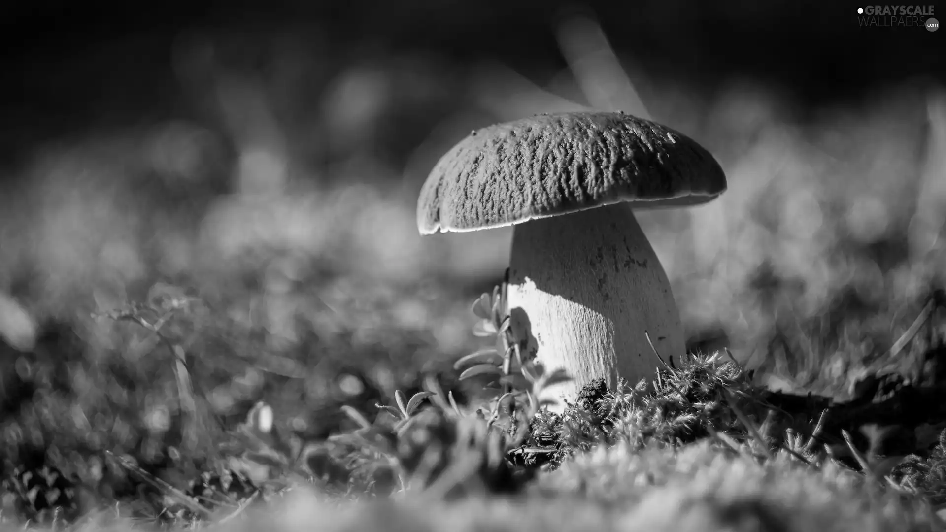 Moss, Mushrooms, boletus