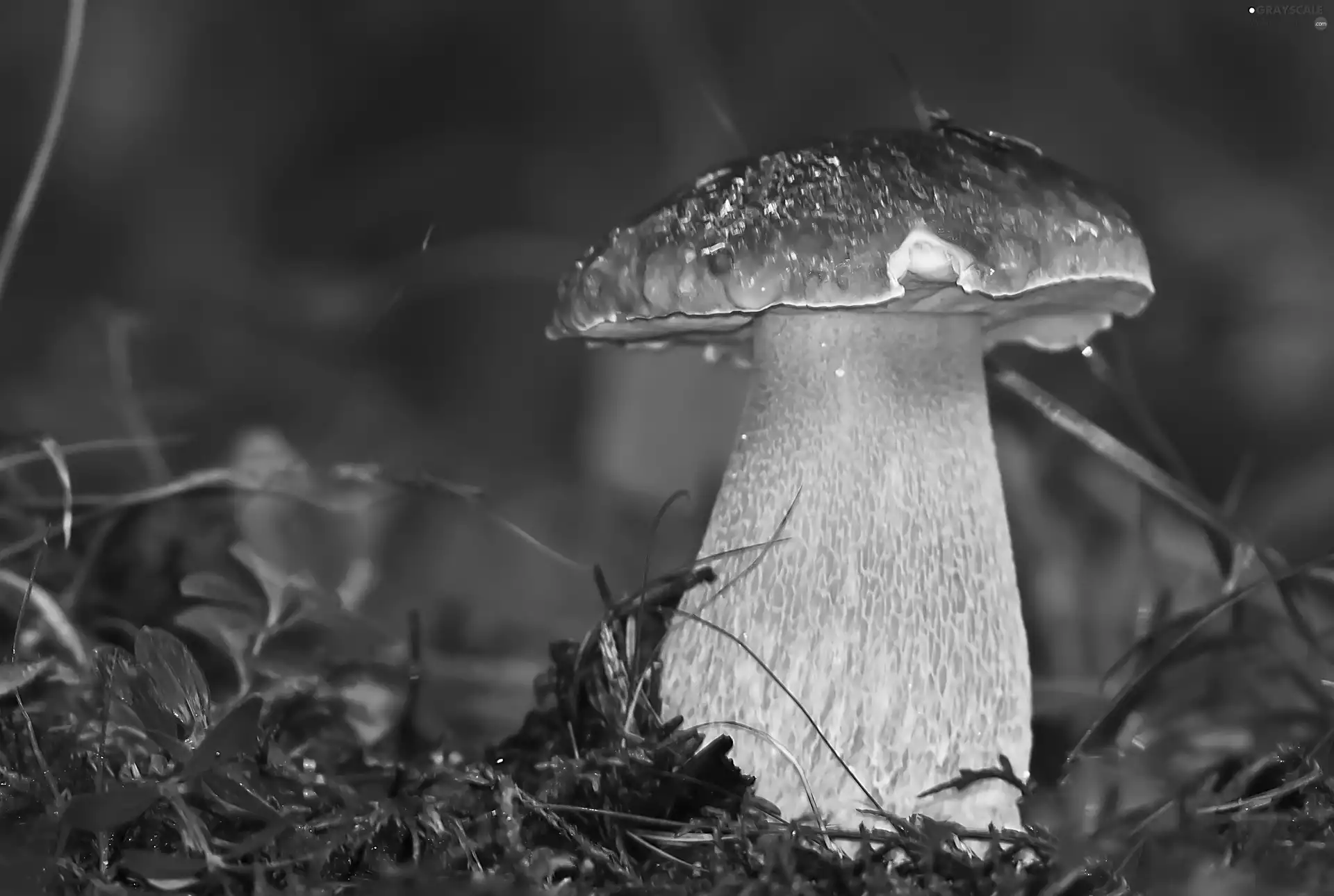 boletus, Moss