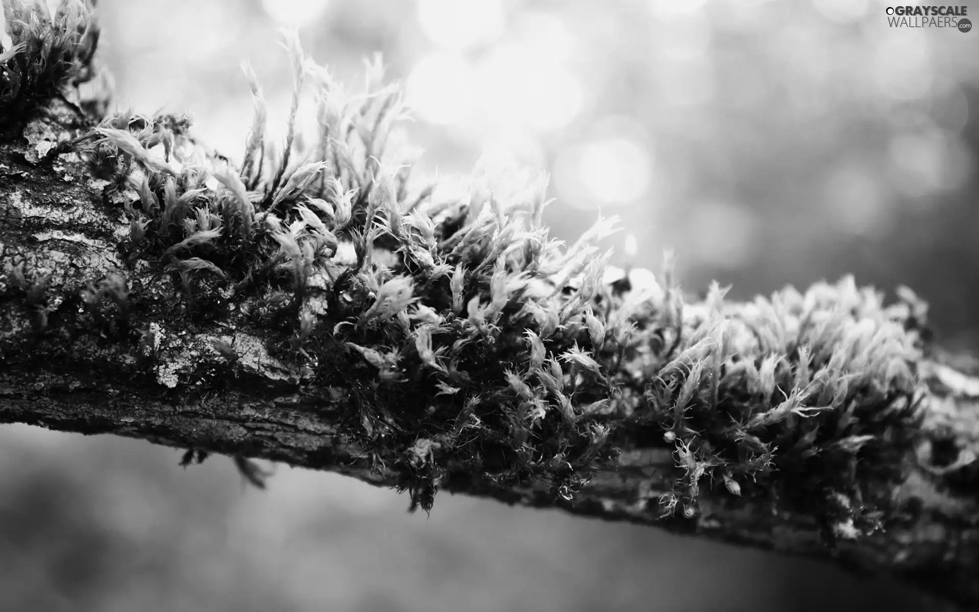 branch, Moss