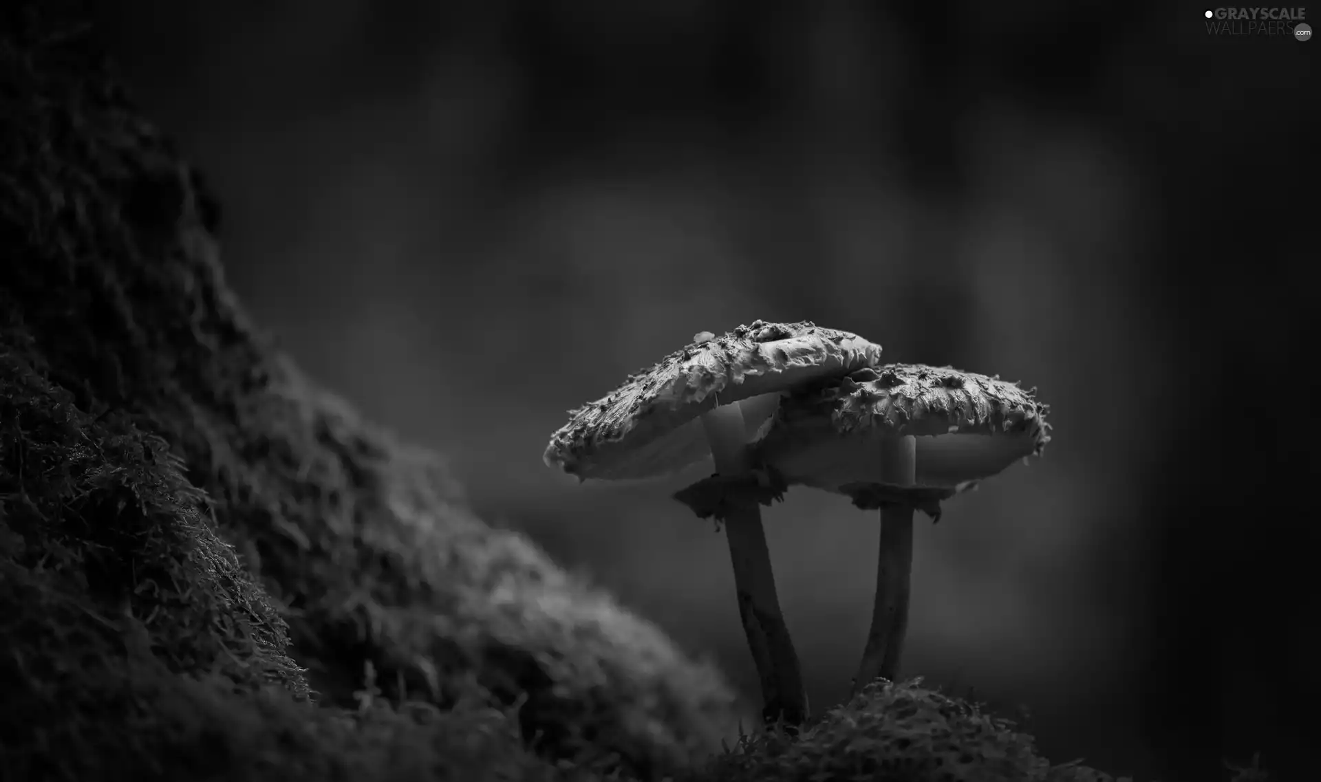 Two cars, Green, Moss, mushroom