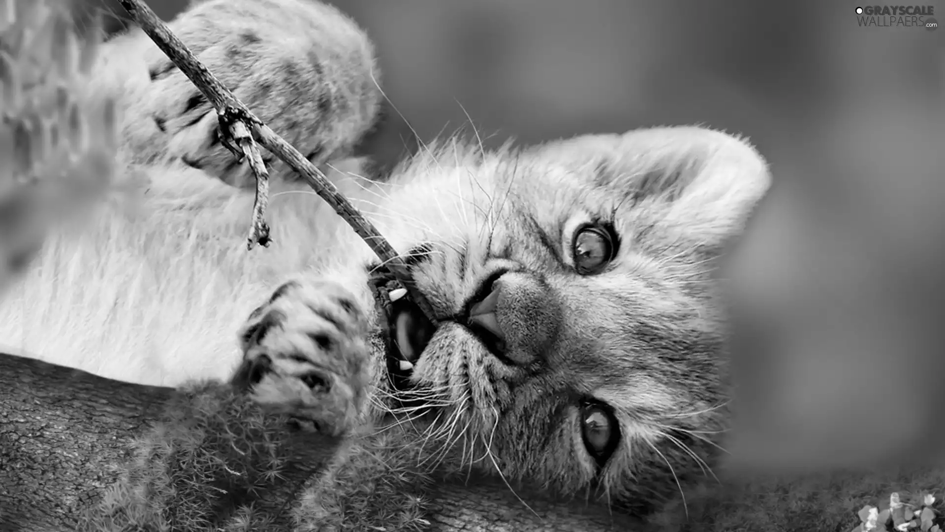 little doggies, stick, Moss, lion