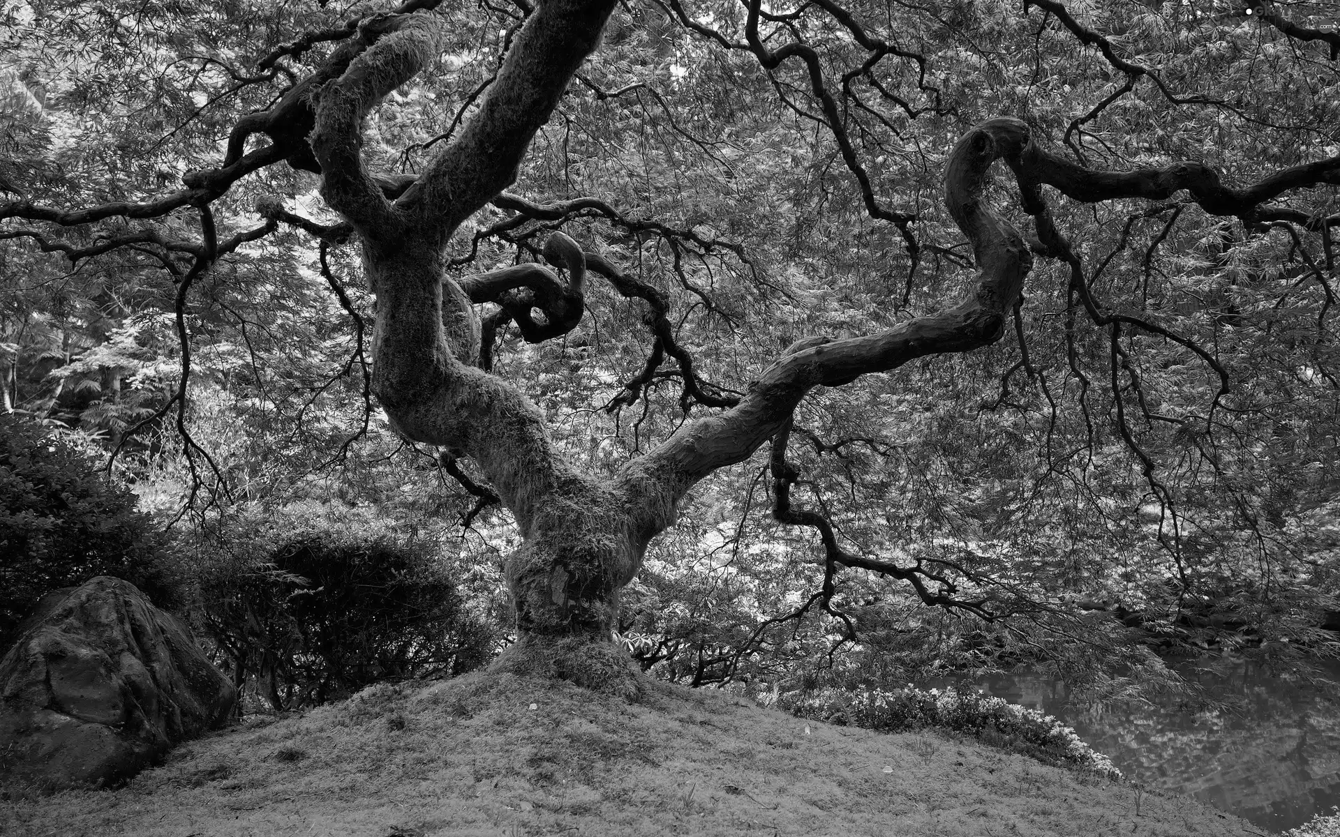 forest, viewes, Moss, trees