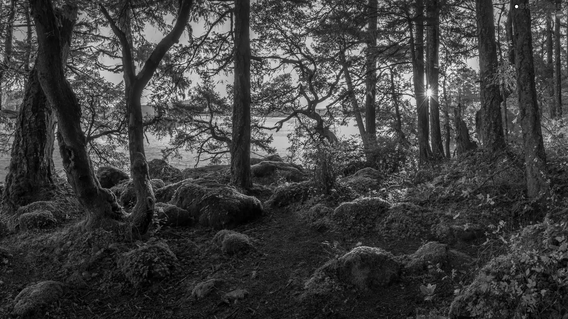 viewes, Bush, rays of the Sun, Moss, lake, trees, forest, VEGETATION