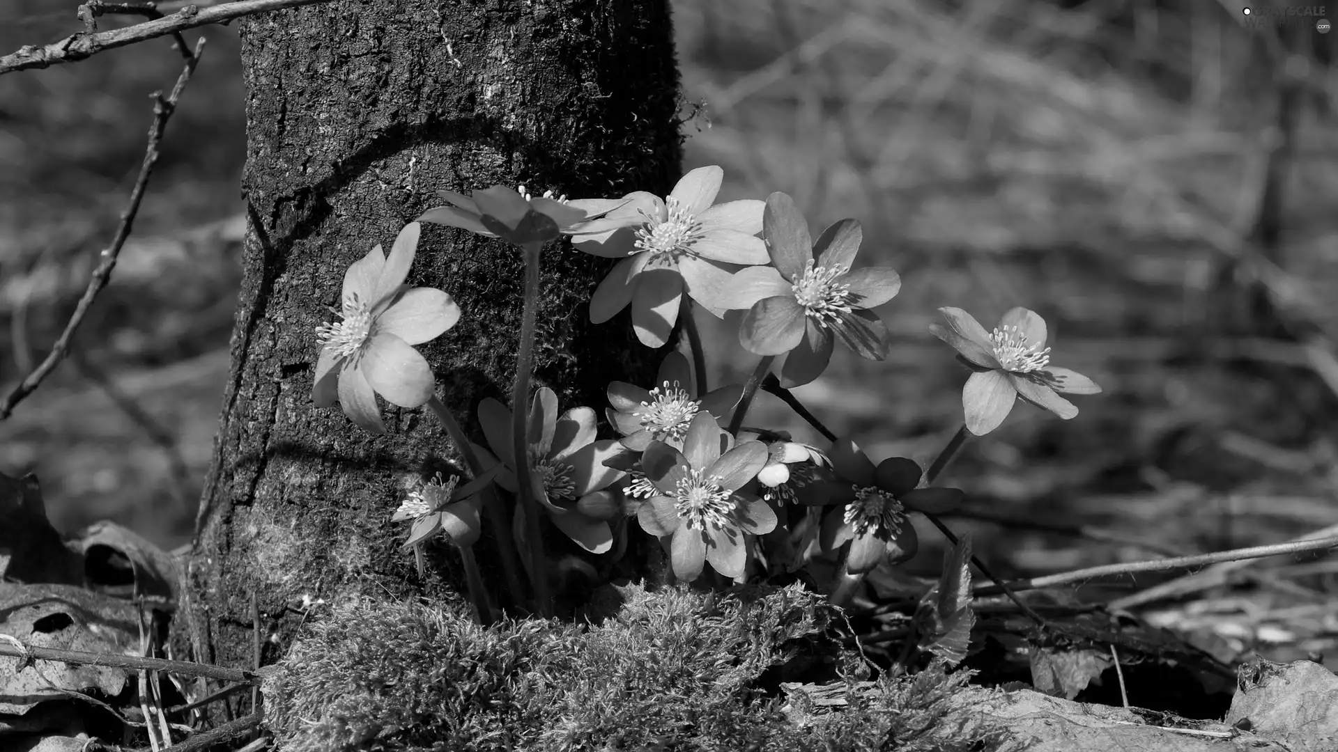 Moss, purple, Liverworts