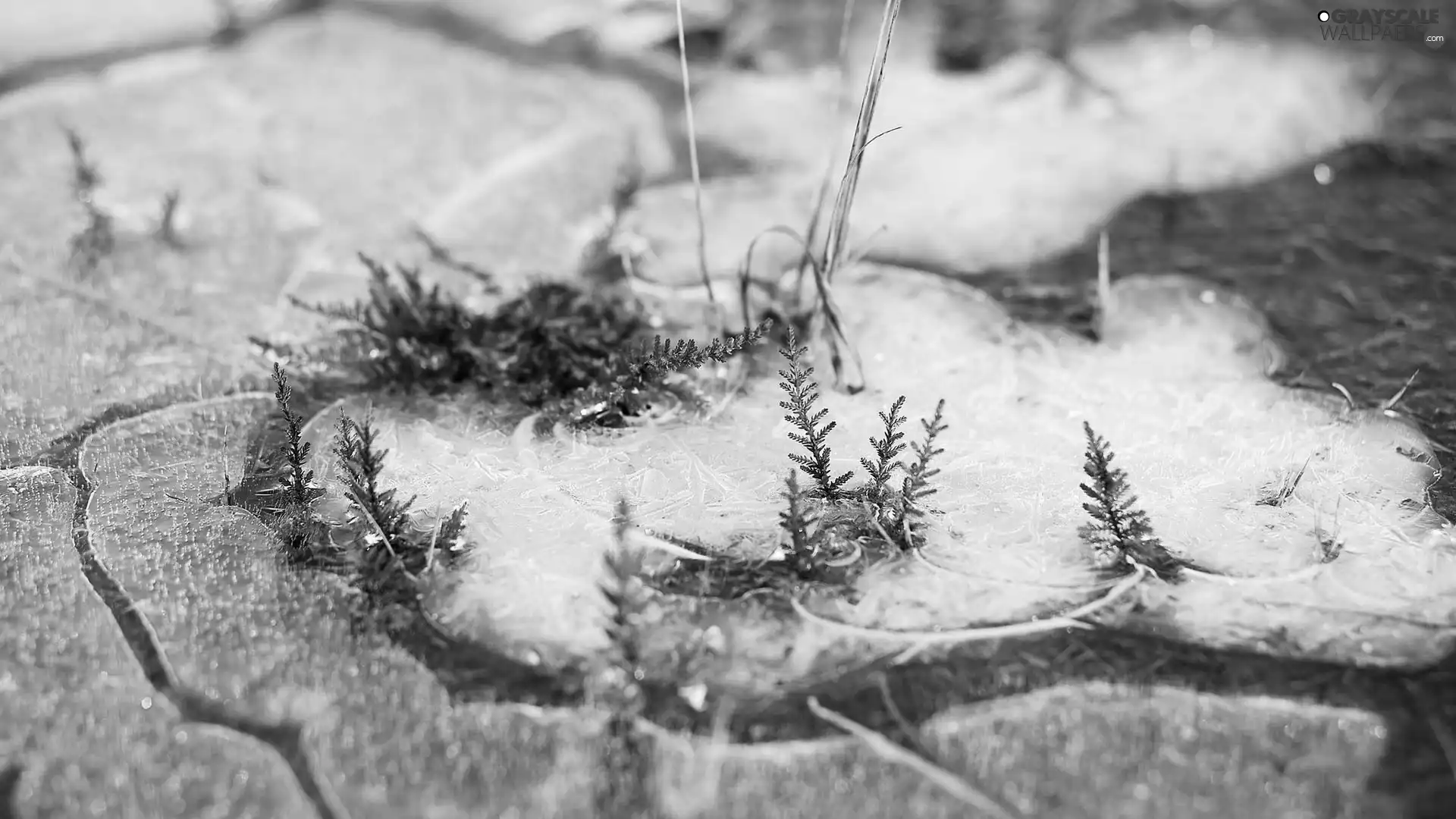melting, Icecream, Moss, snow