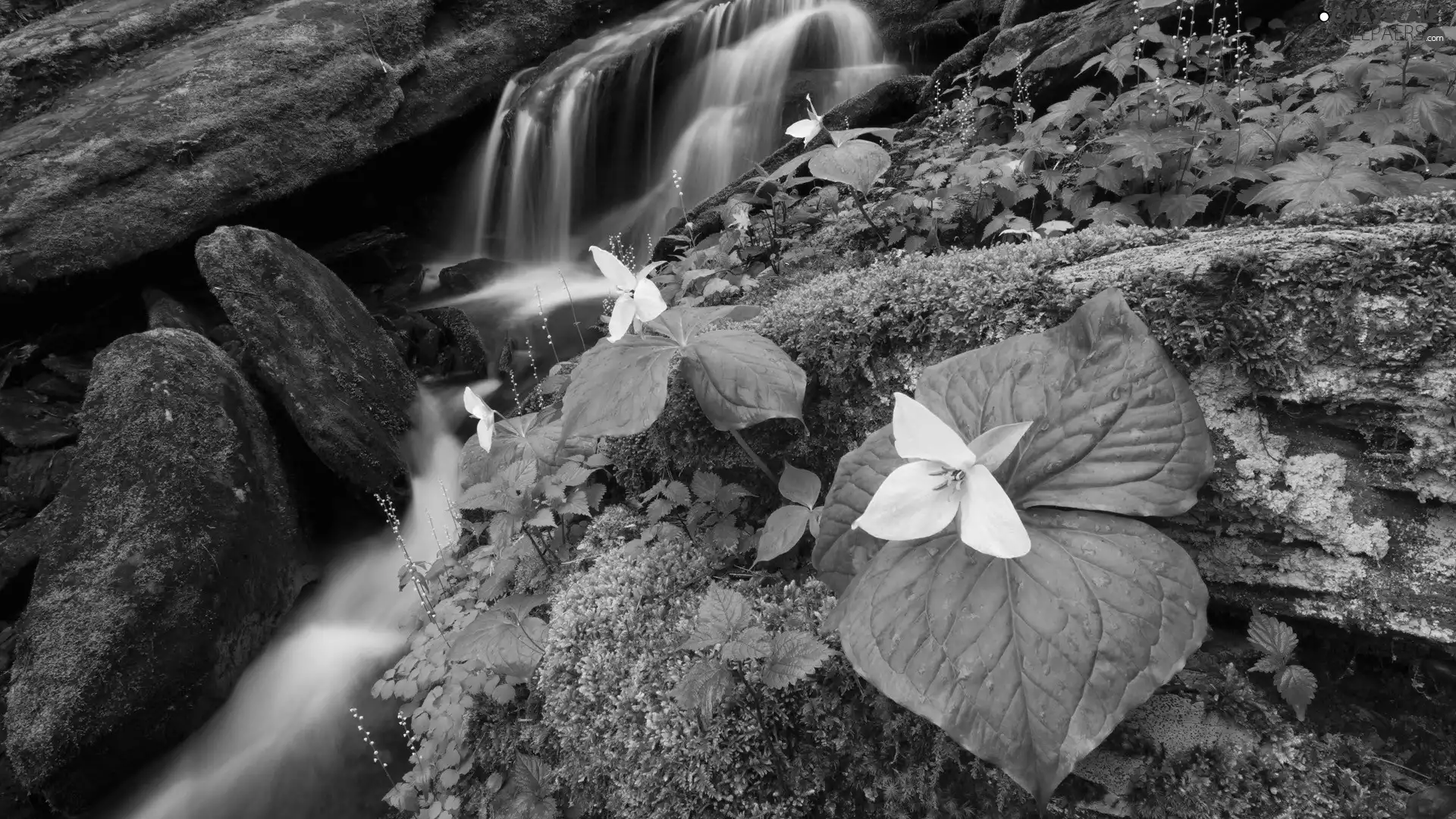 mountainous, Flowers, Moss, stream