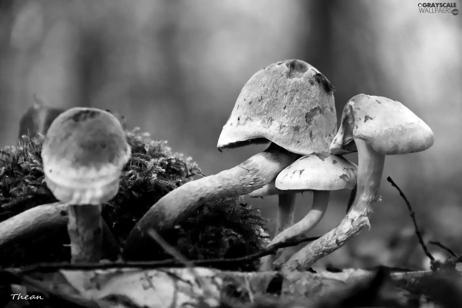 mushroom, feet, Moss, hats