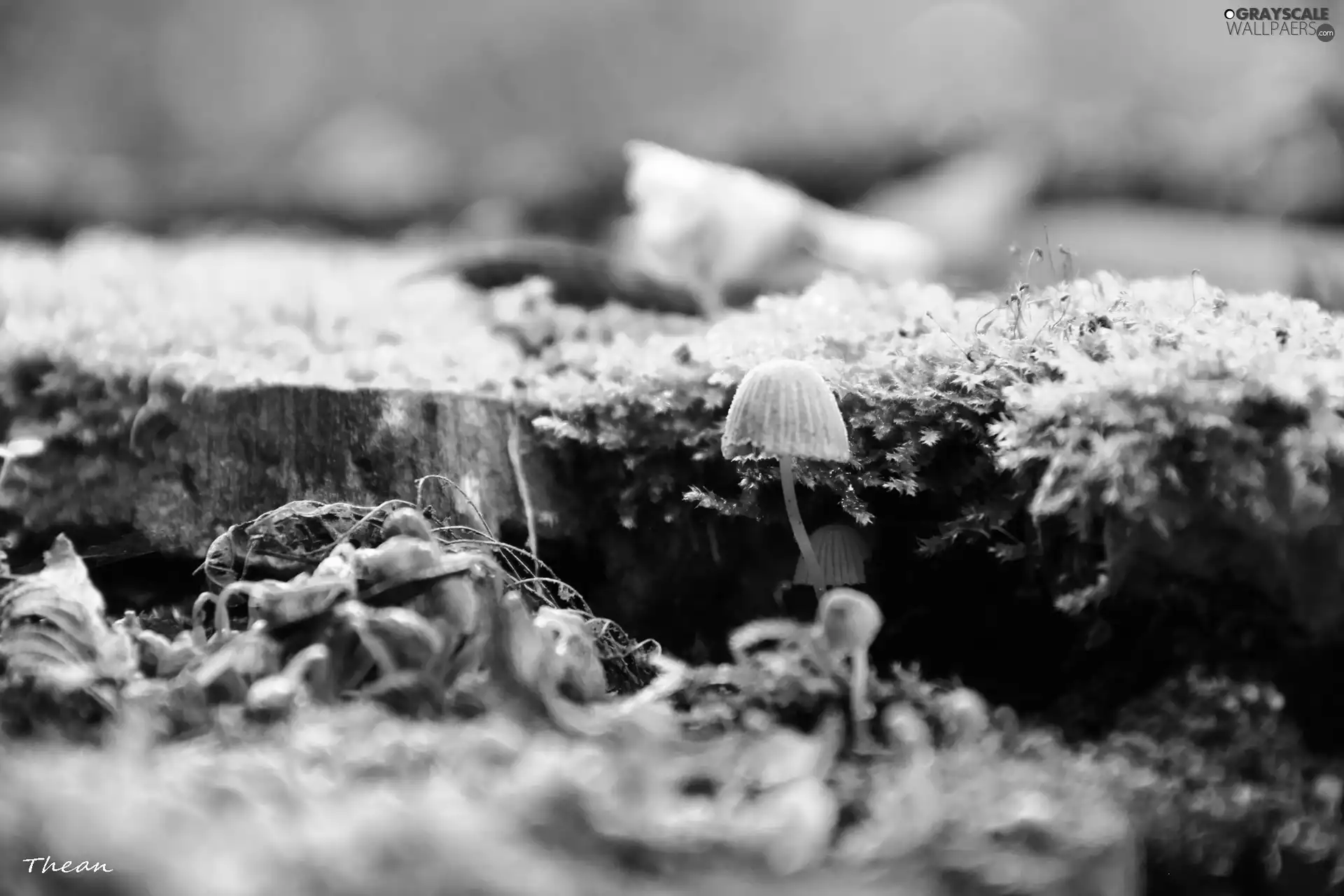 Moss, Little, mushroom