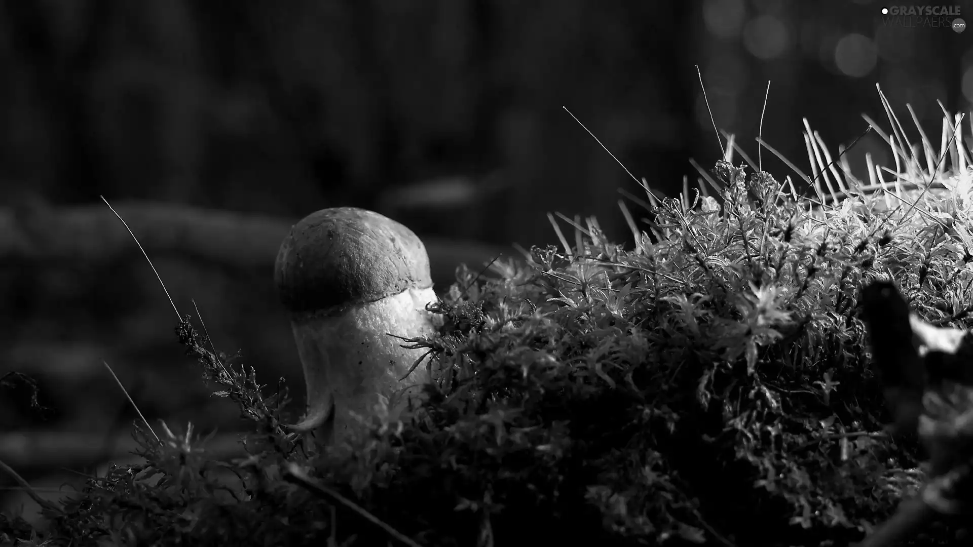 Mushrooms, Moss