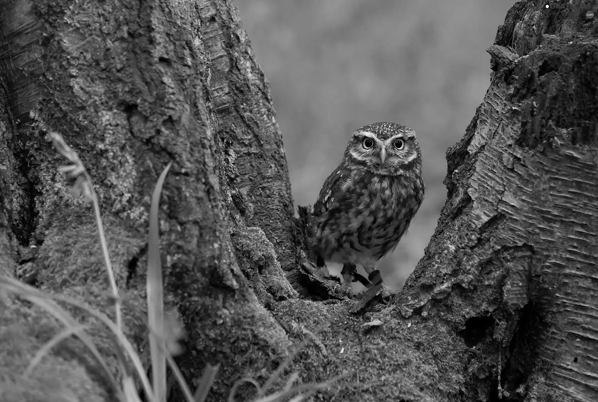 owl, trees, Moss, Stems