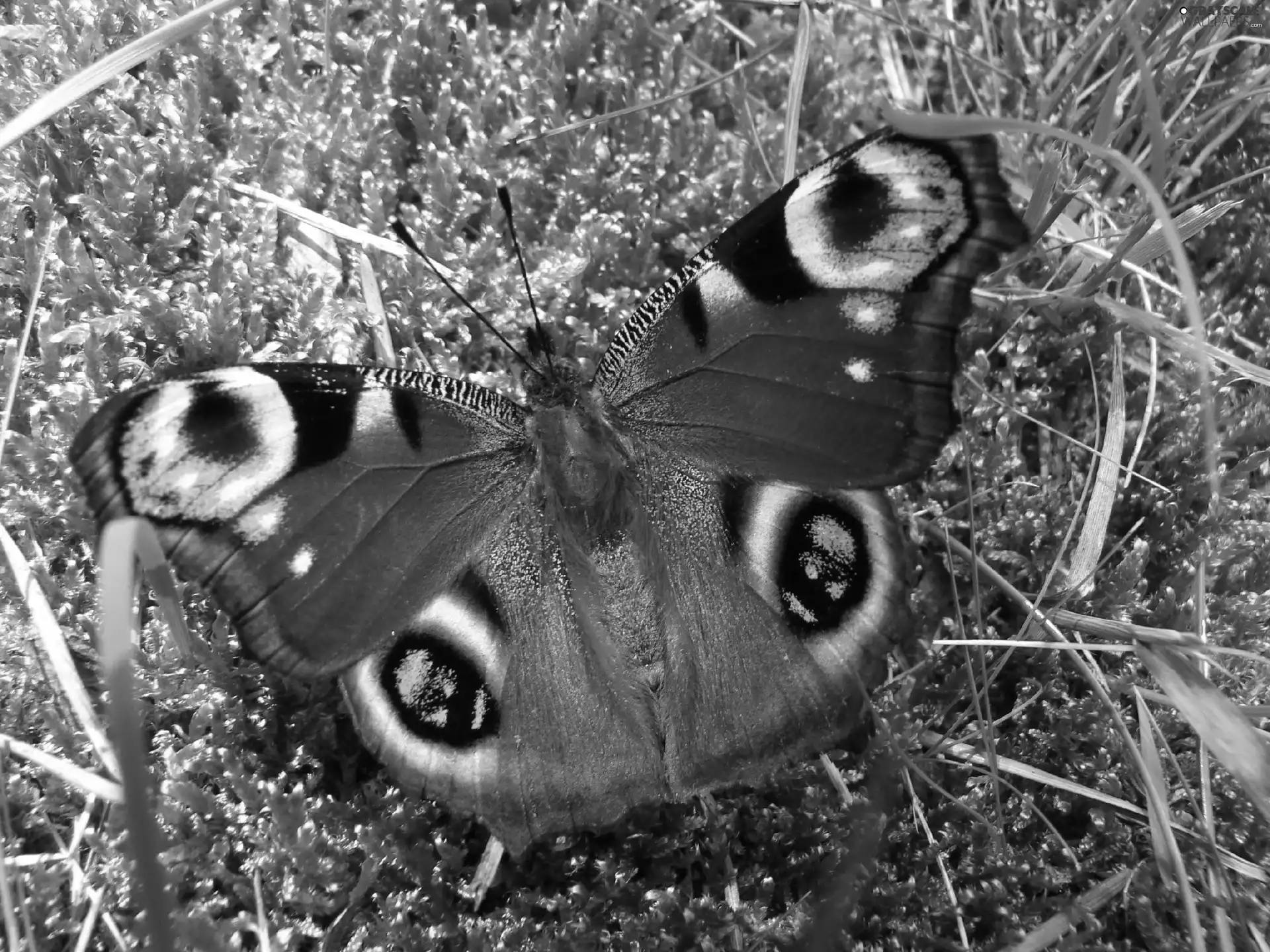 Peacock, grass, Moss, butterfly