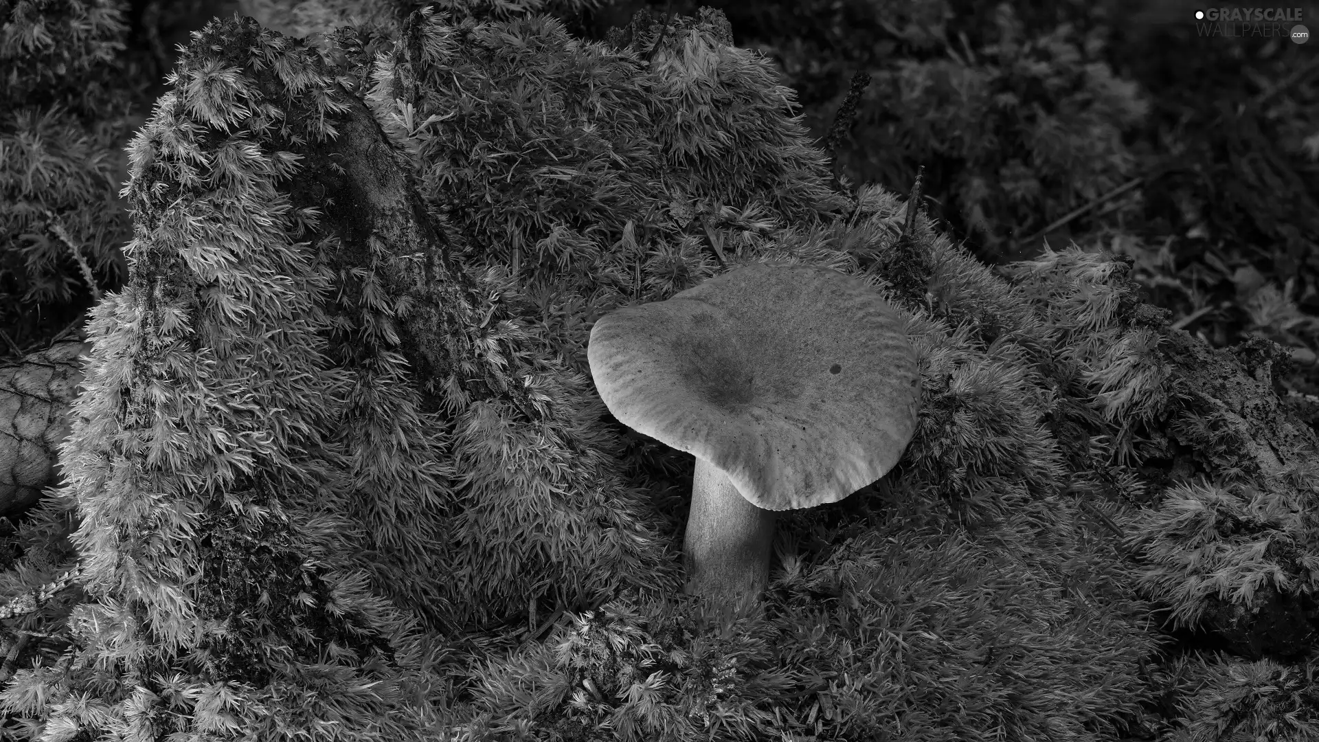 Moss, Mushrooms, rapprochement