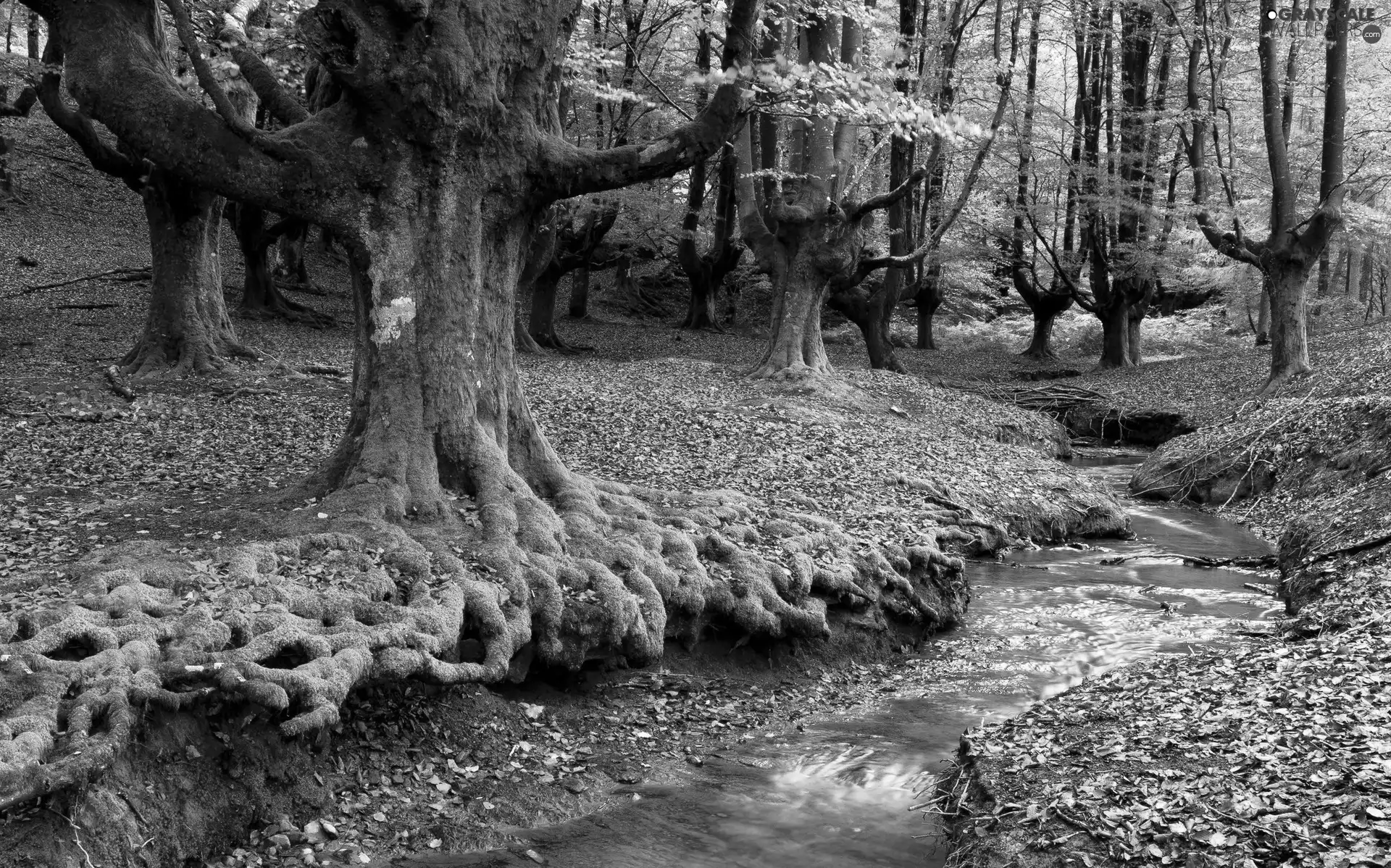 viewes, Moss, River, trees, forest