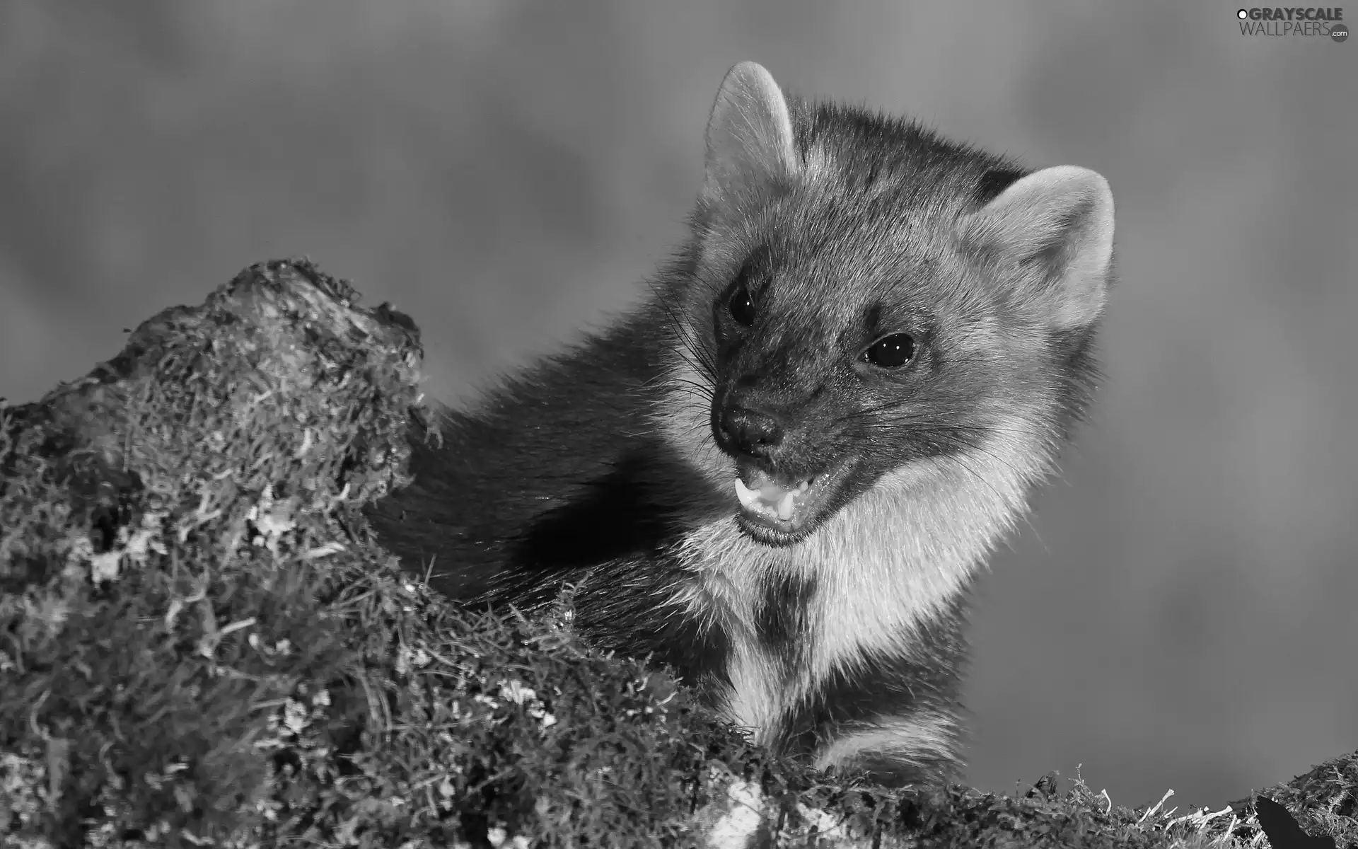 Moss, marten, Rocks