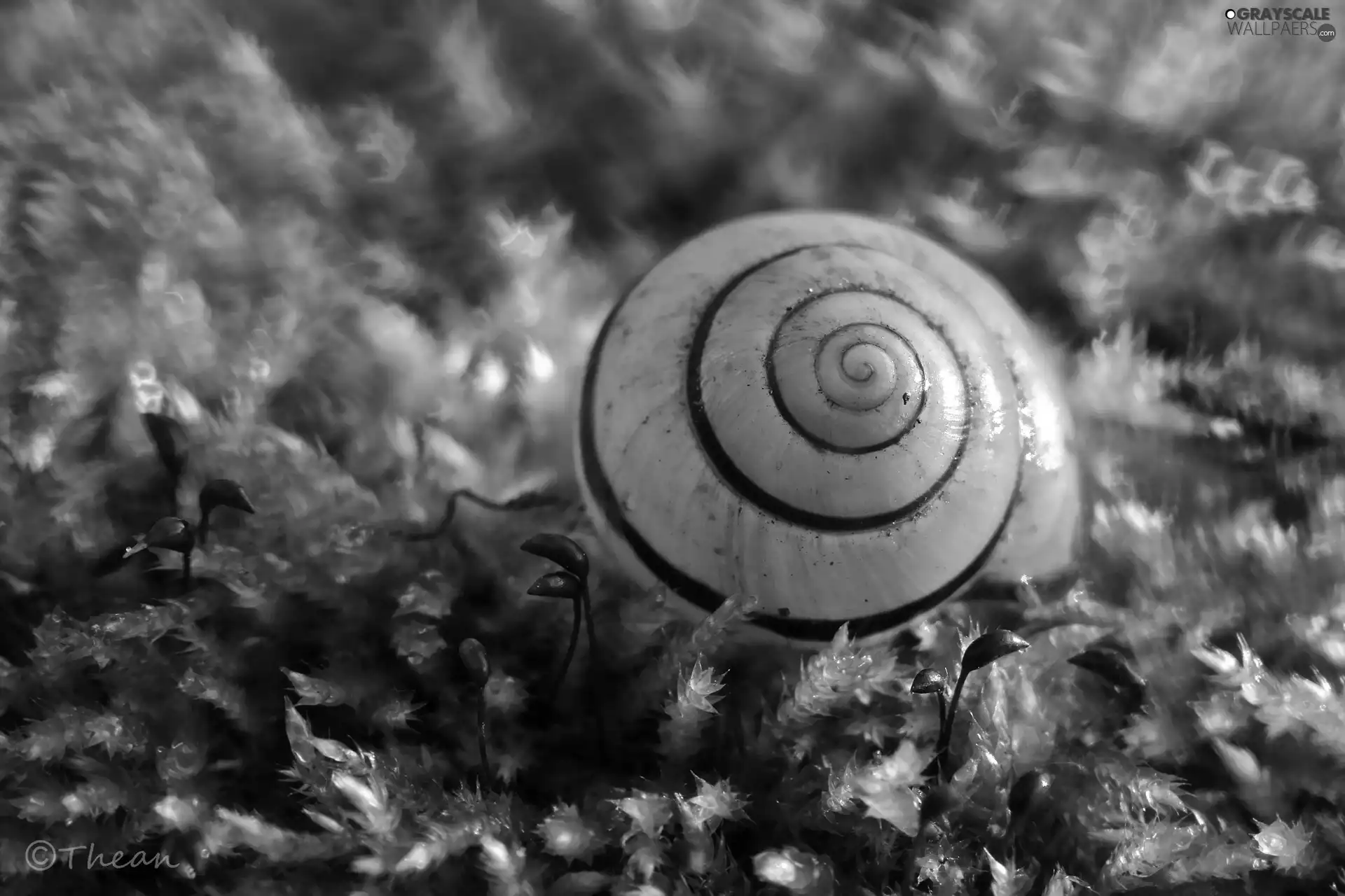 Moss, shell, snail