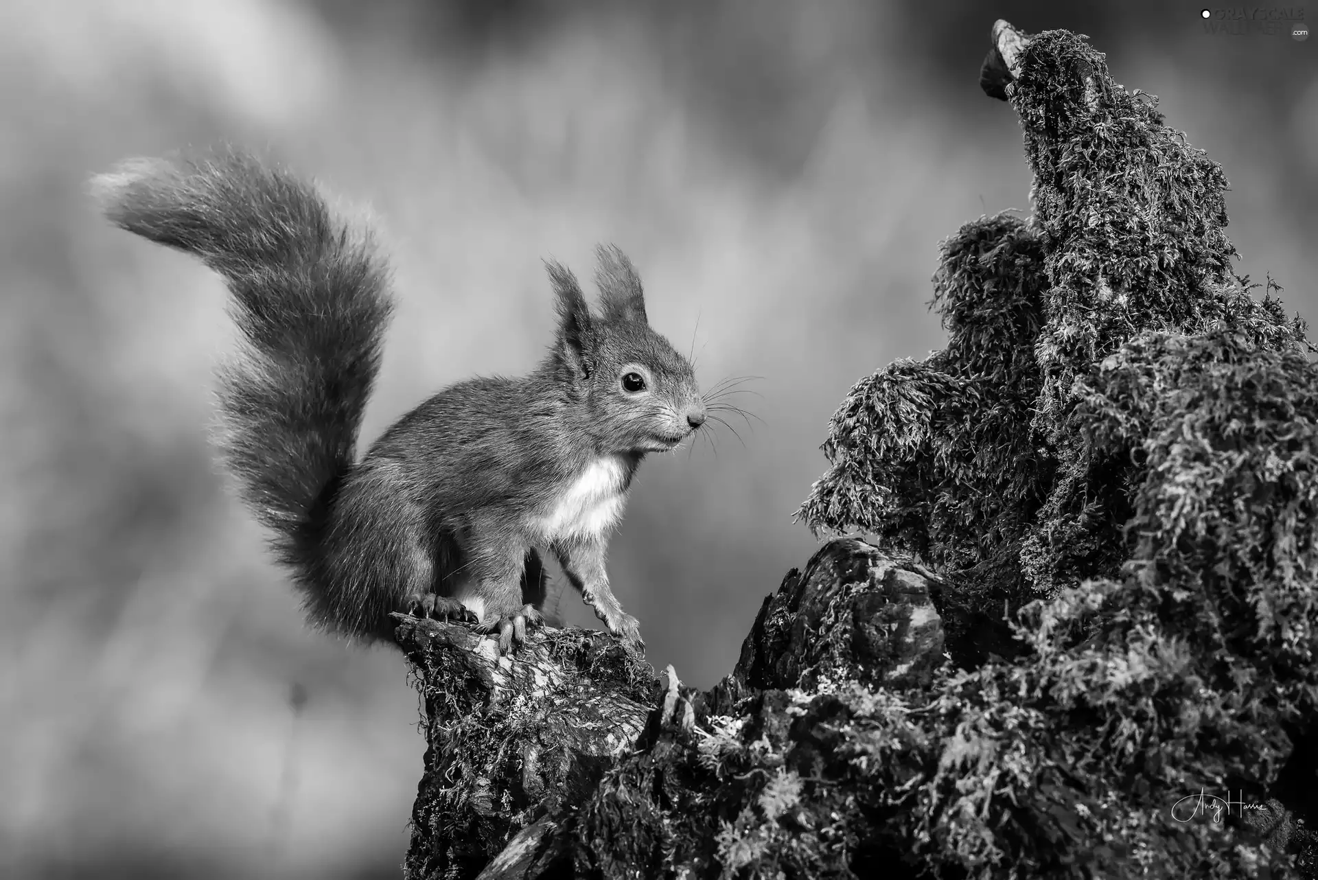 Moss, Ginger, squirrel