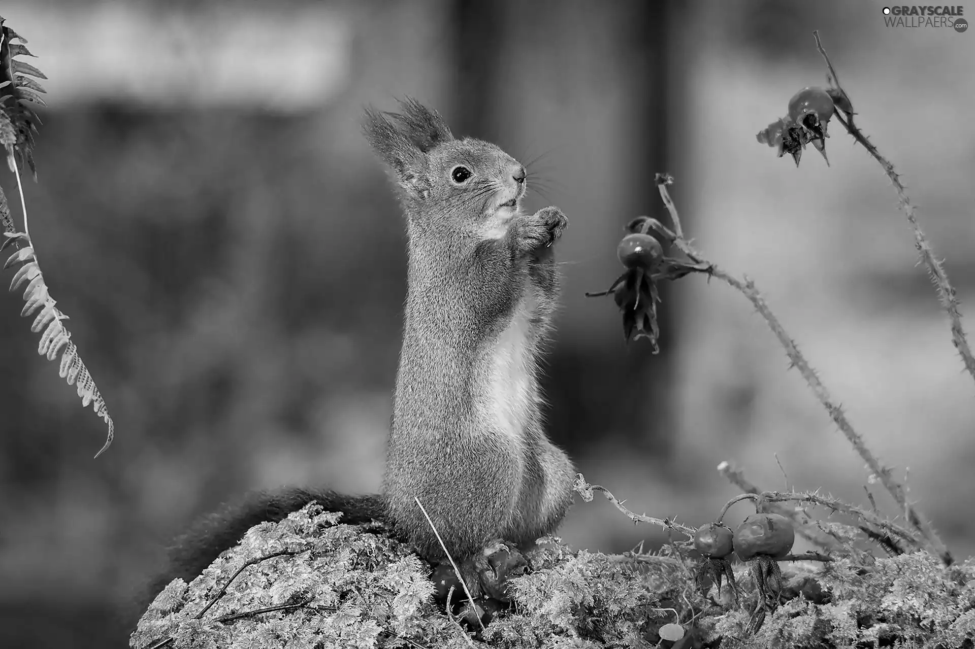 squirrel, Moss