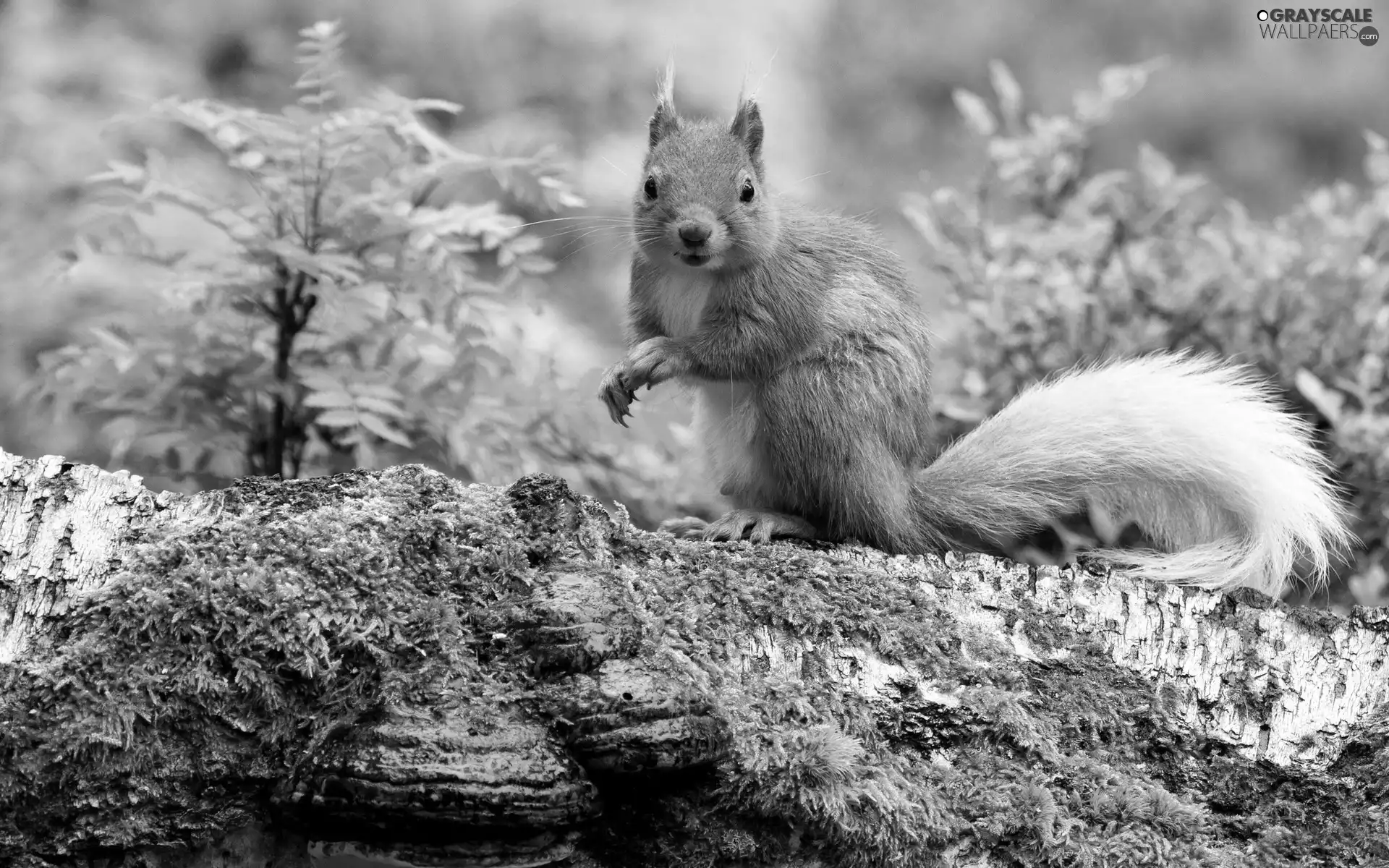 Moss, squirrel, Stone