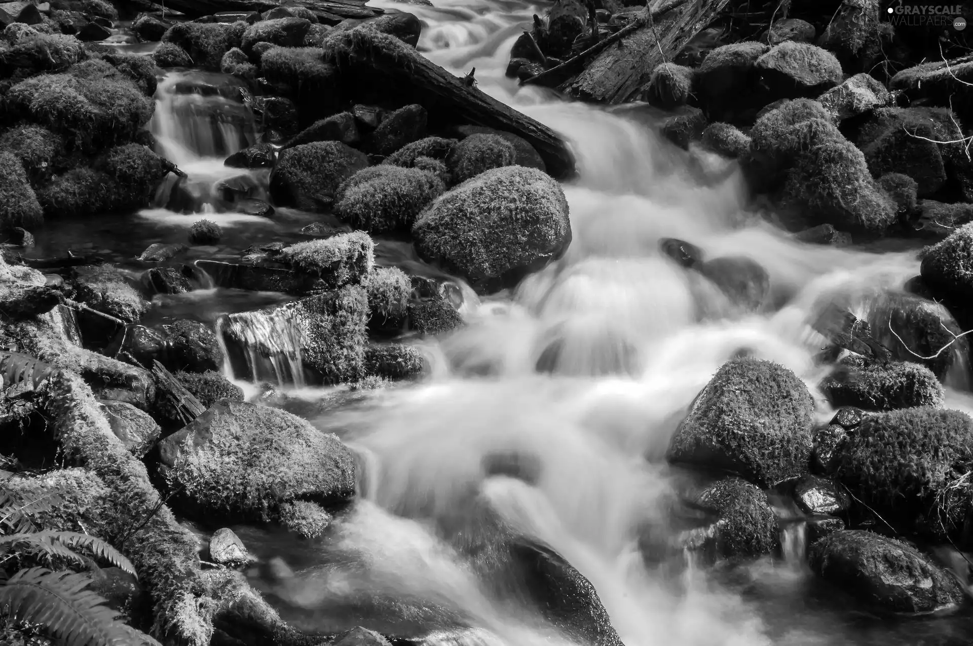 Moss, flux, Stones