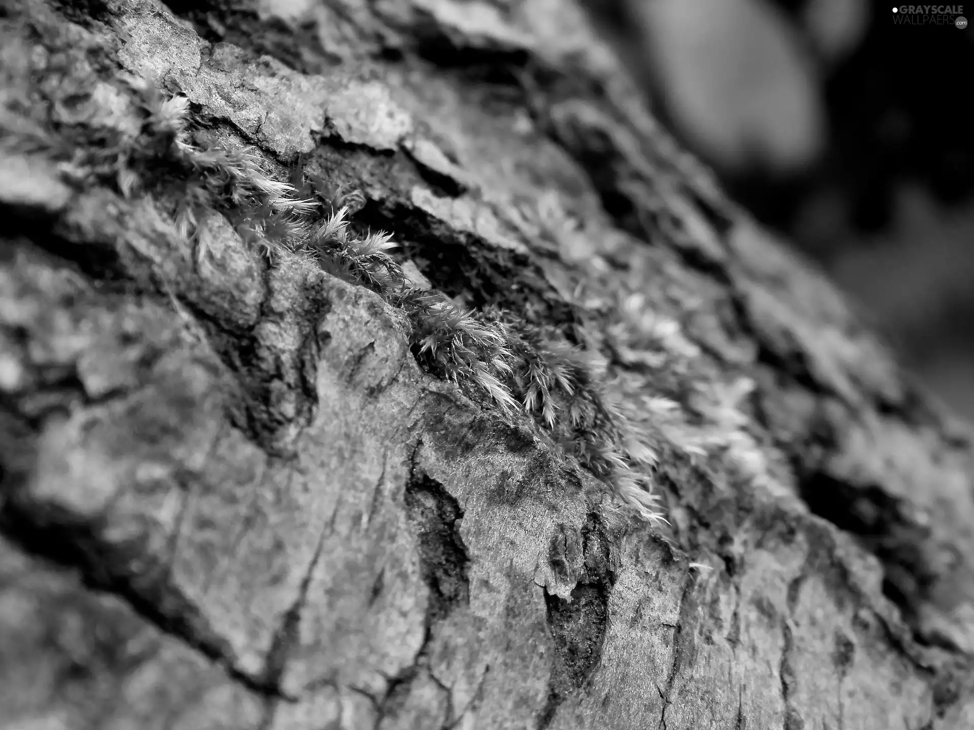 trunk, viewes, Moss, trees