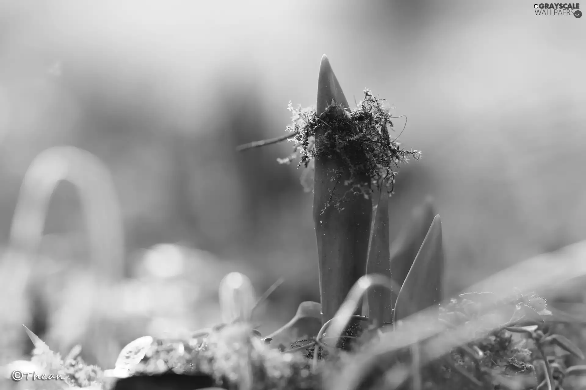 Moss, Leaf, tulips