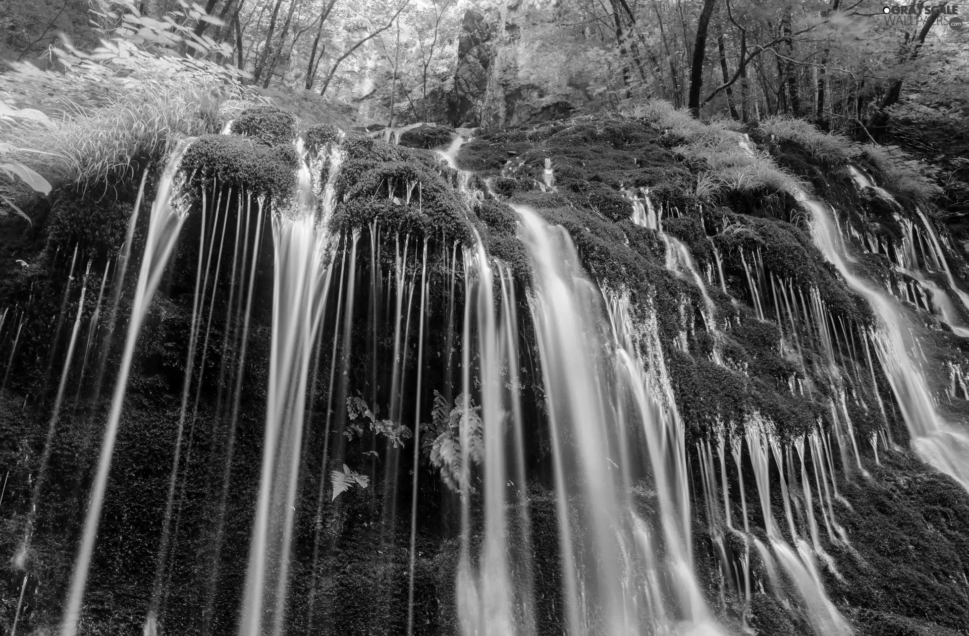 Moss, forest, waterfall
