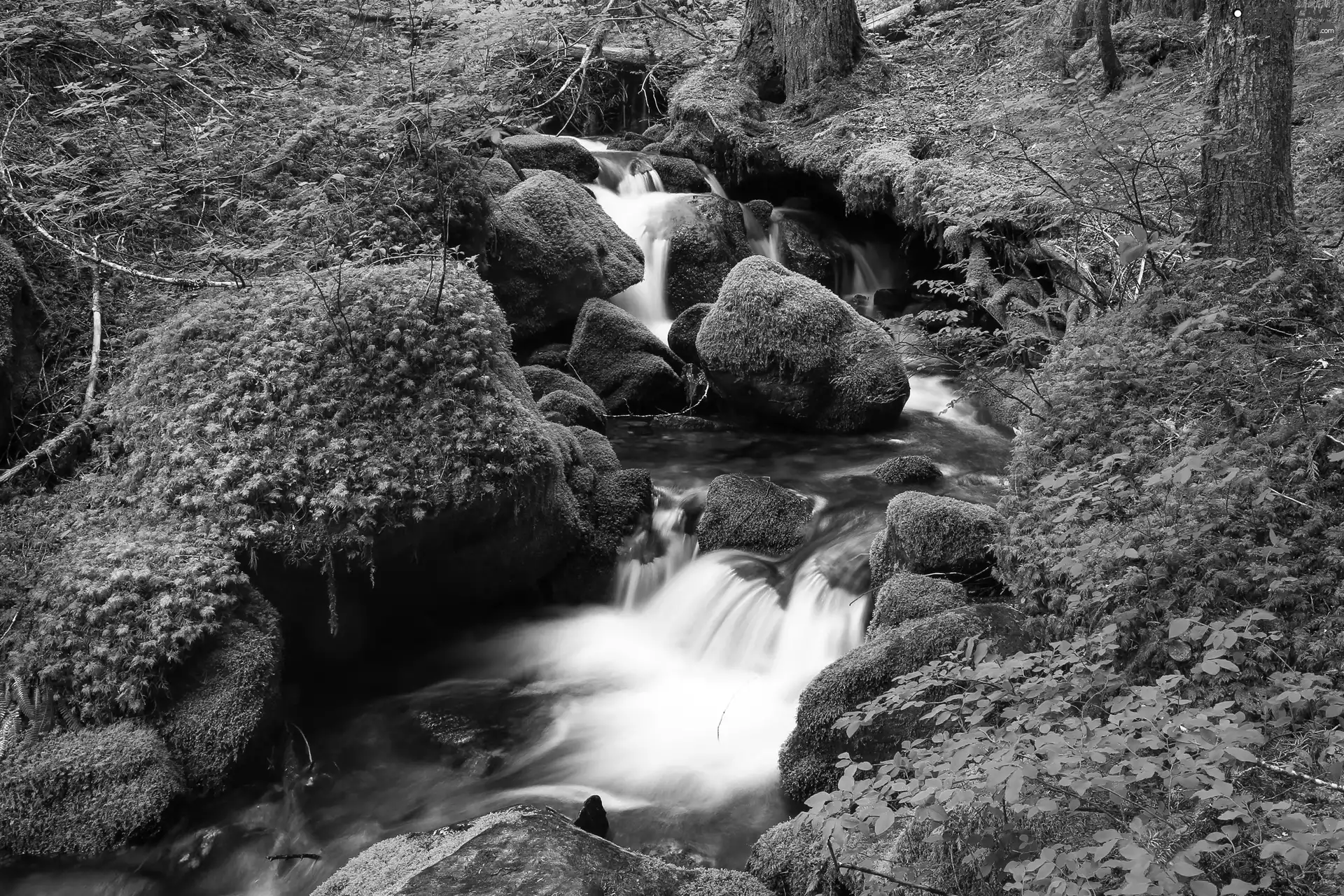 forest, River, Moss, waterfall, Stones, stream