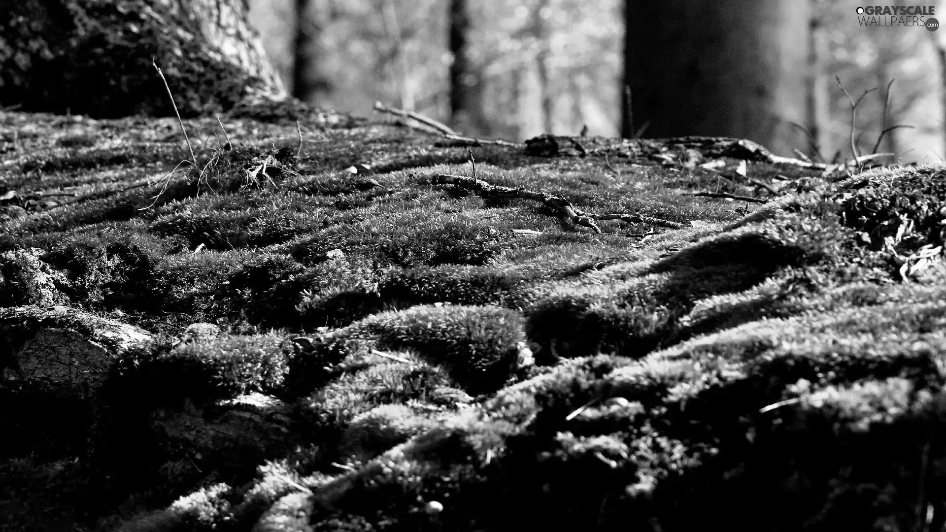forest, viewes, mosses, trees