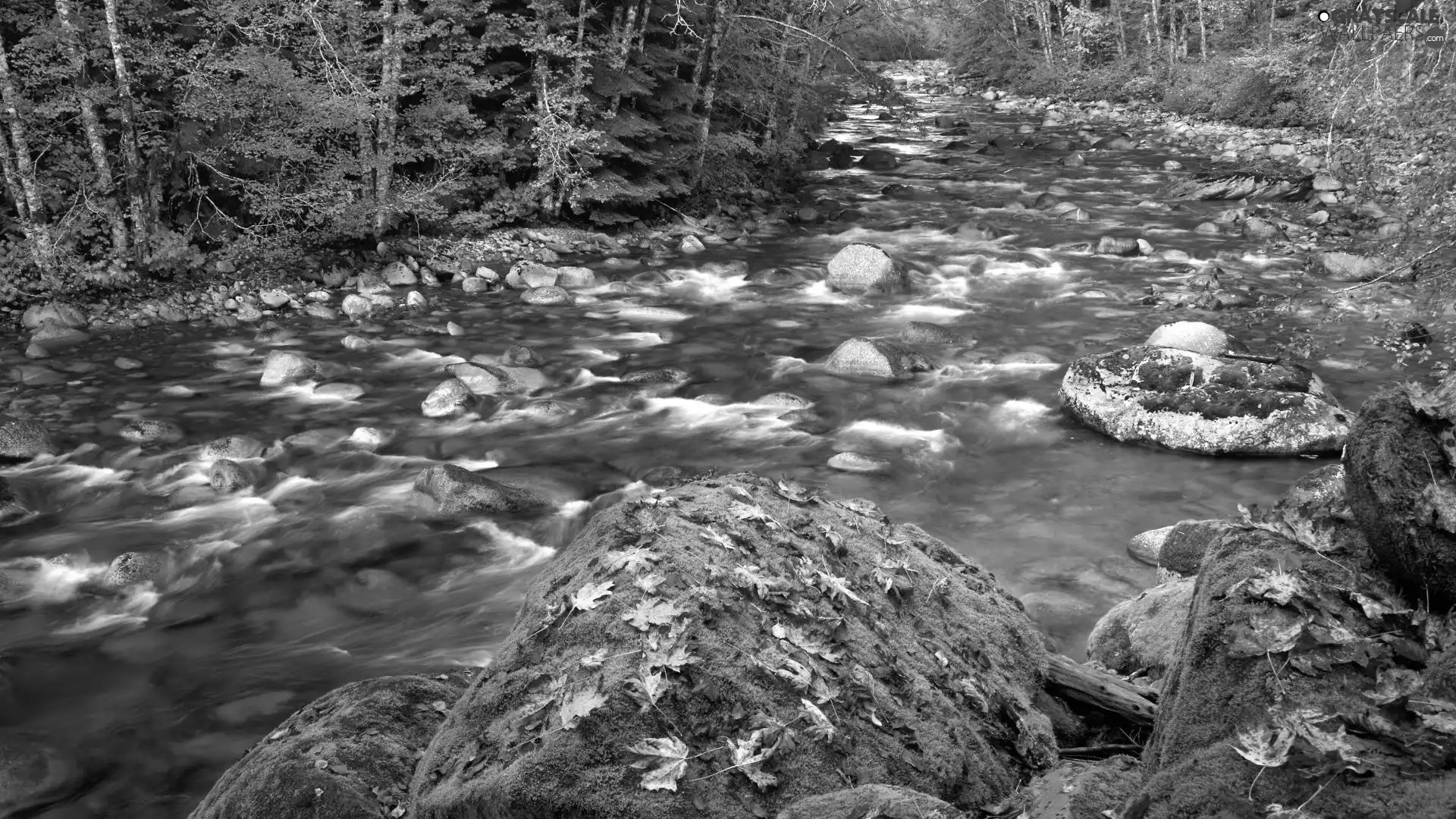 stream, forest, boulders, stony, autumn, mossy, Leaf