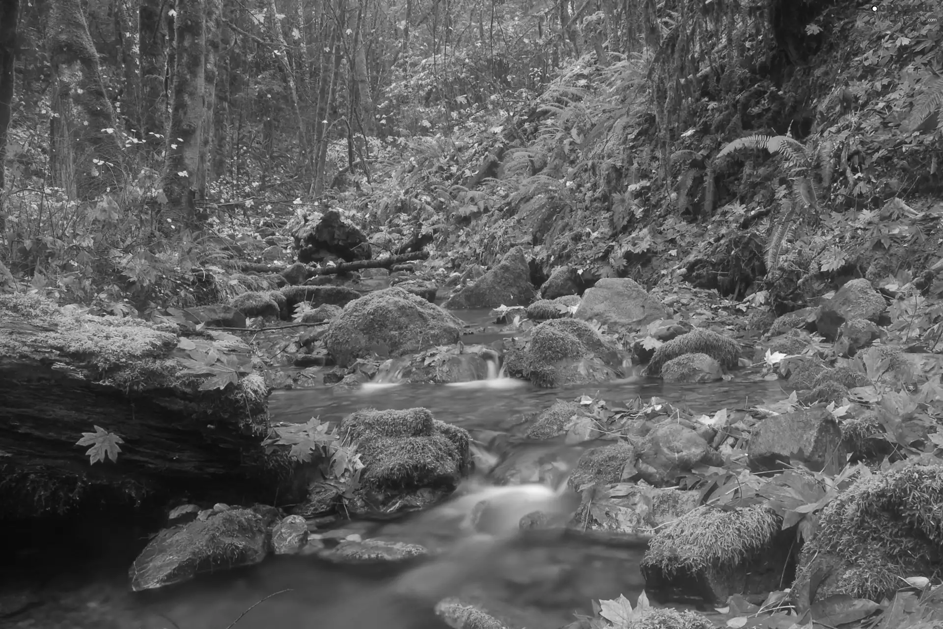 mossy, Autumn. Forest, Yellow, Leaf, Stones, River