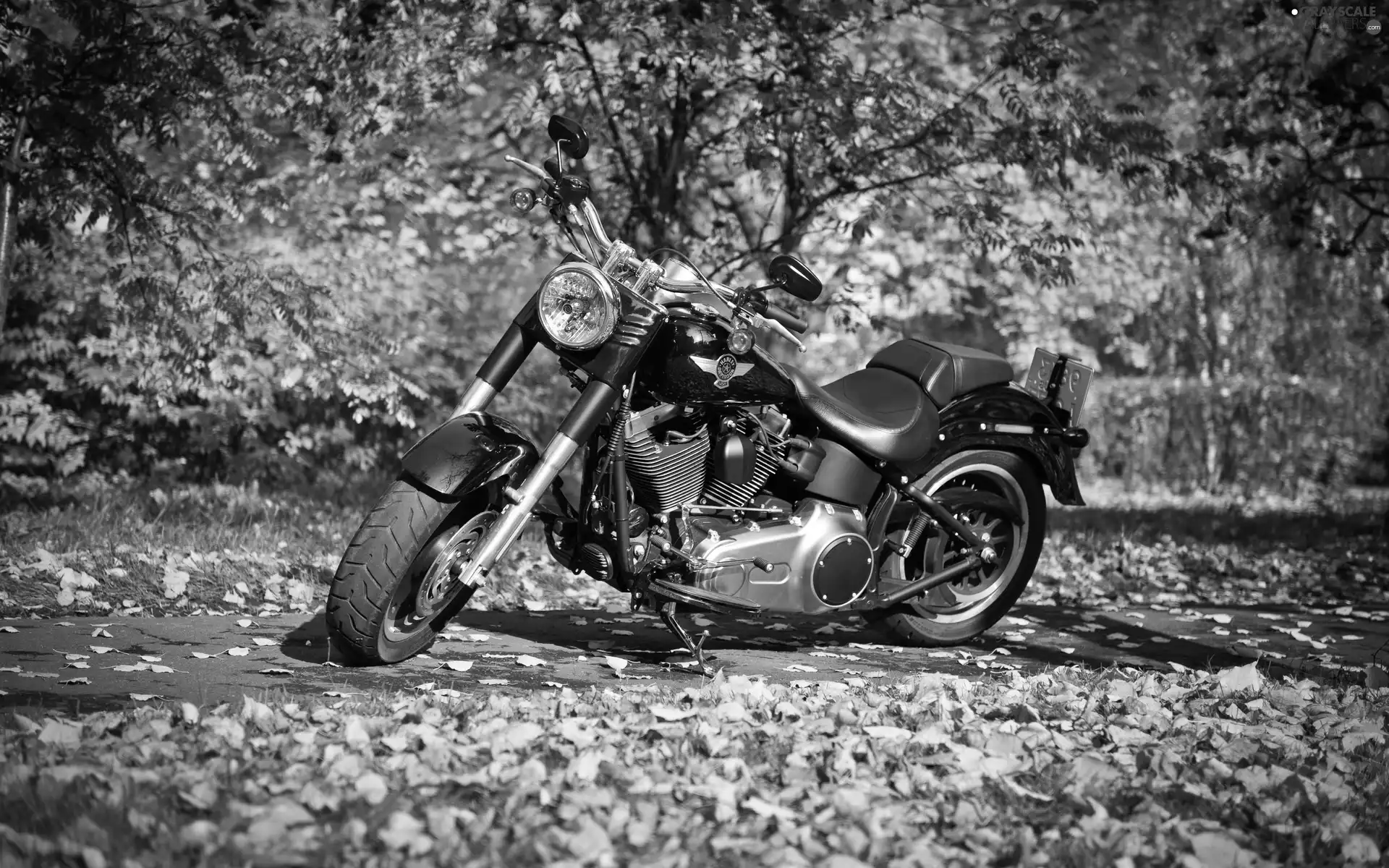 motor-bike, Leaf